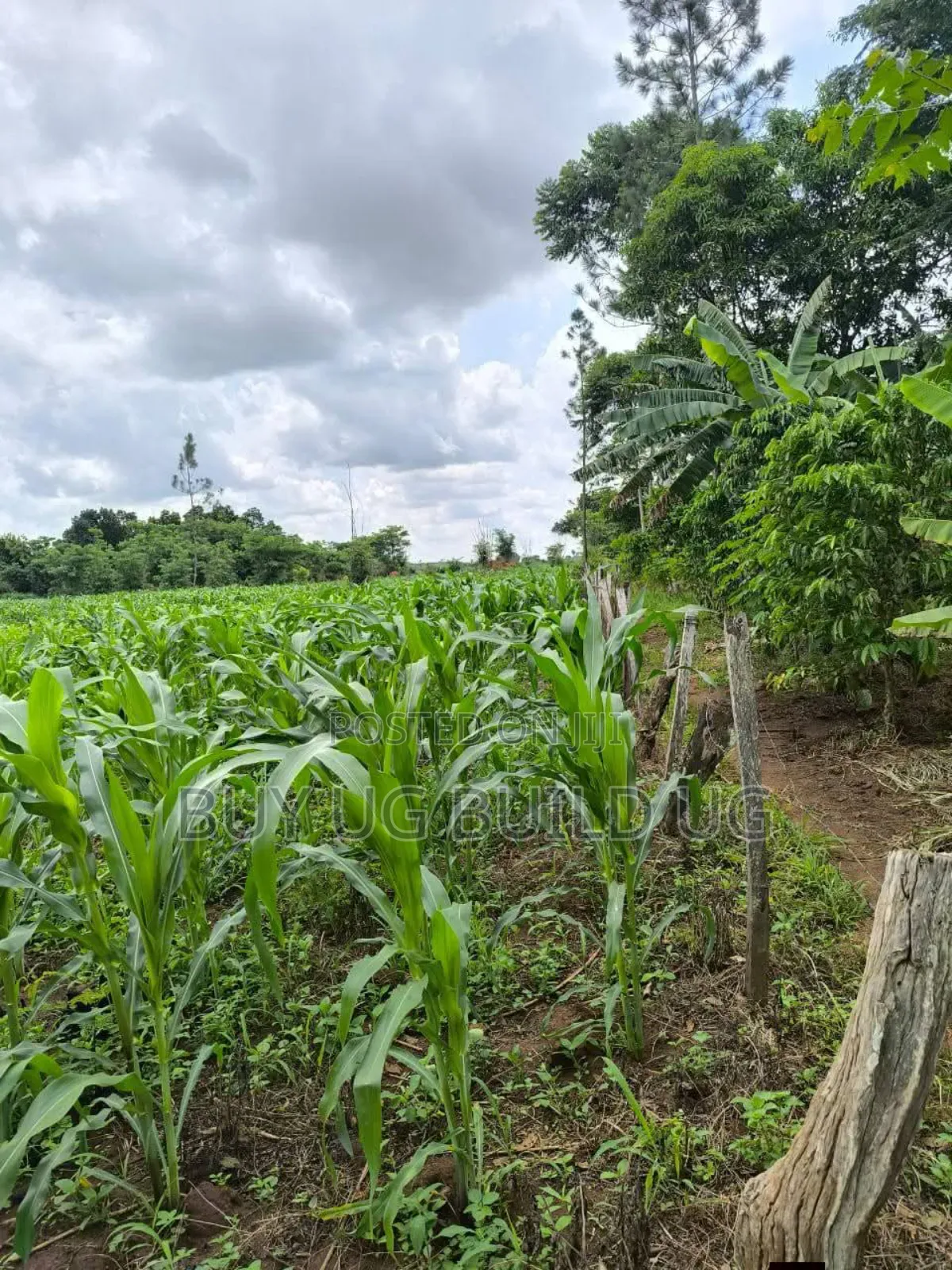 Quick Sale
Farmers! 215_acres 10m Luwero Kakooge in Luwero / Luwero