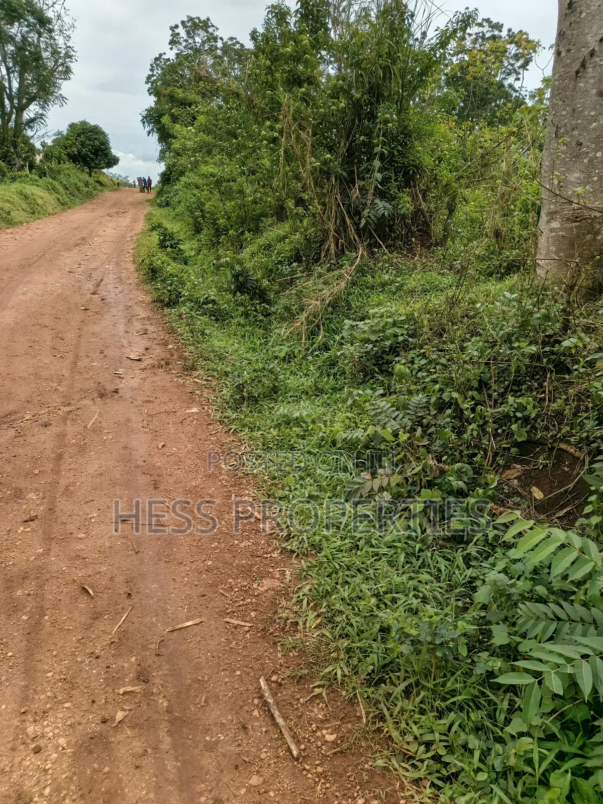 9acres of Agricultural Land on Sale Located in Kisojo in Kyenjojo