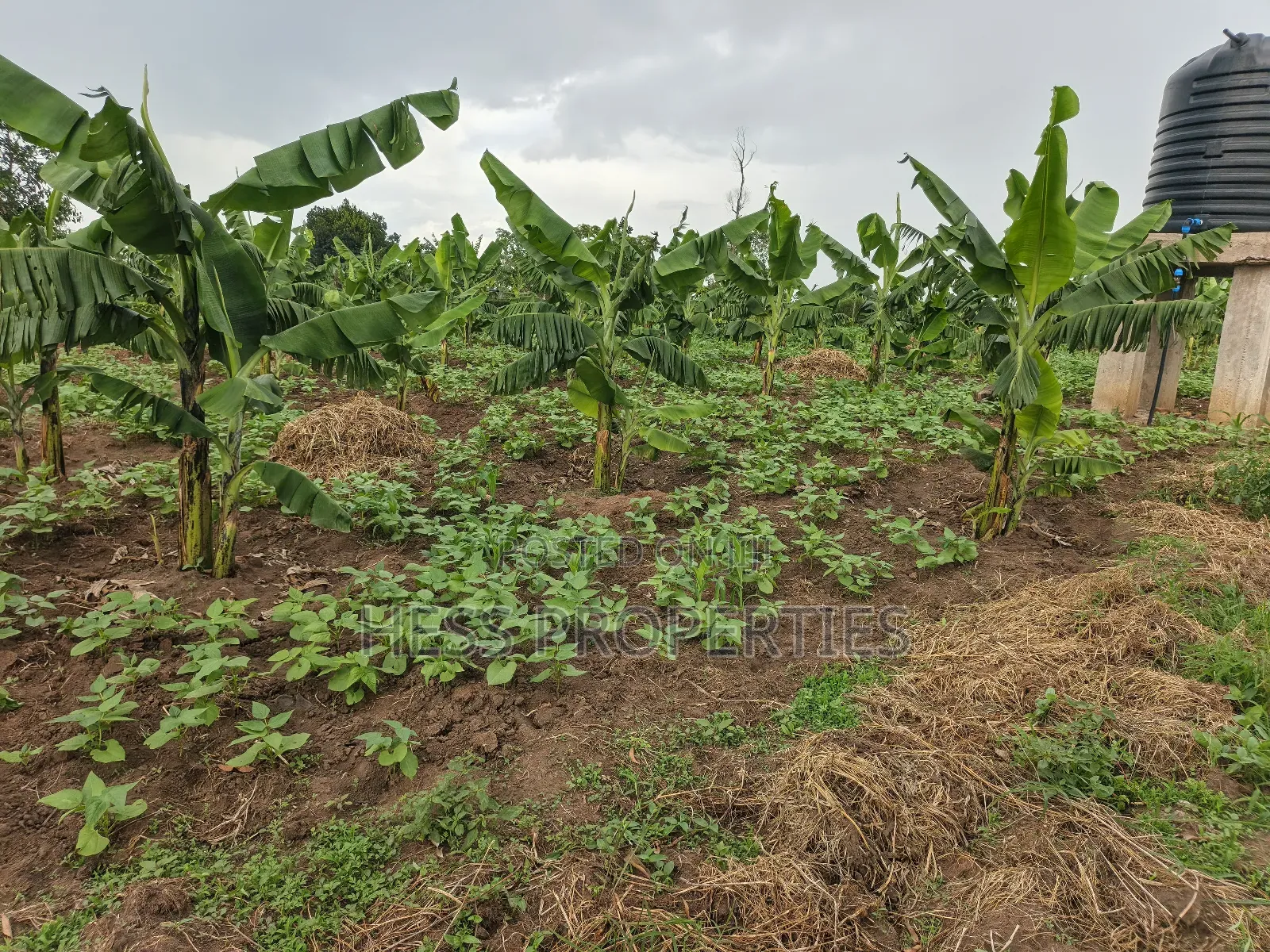 Coffee Farm on Sale Located in Bufunjo -Kyenjojo District in Kyenjojo