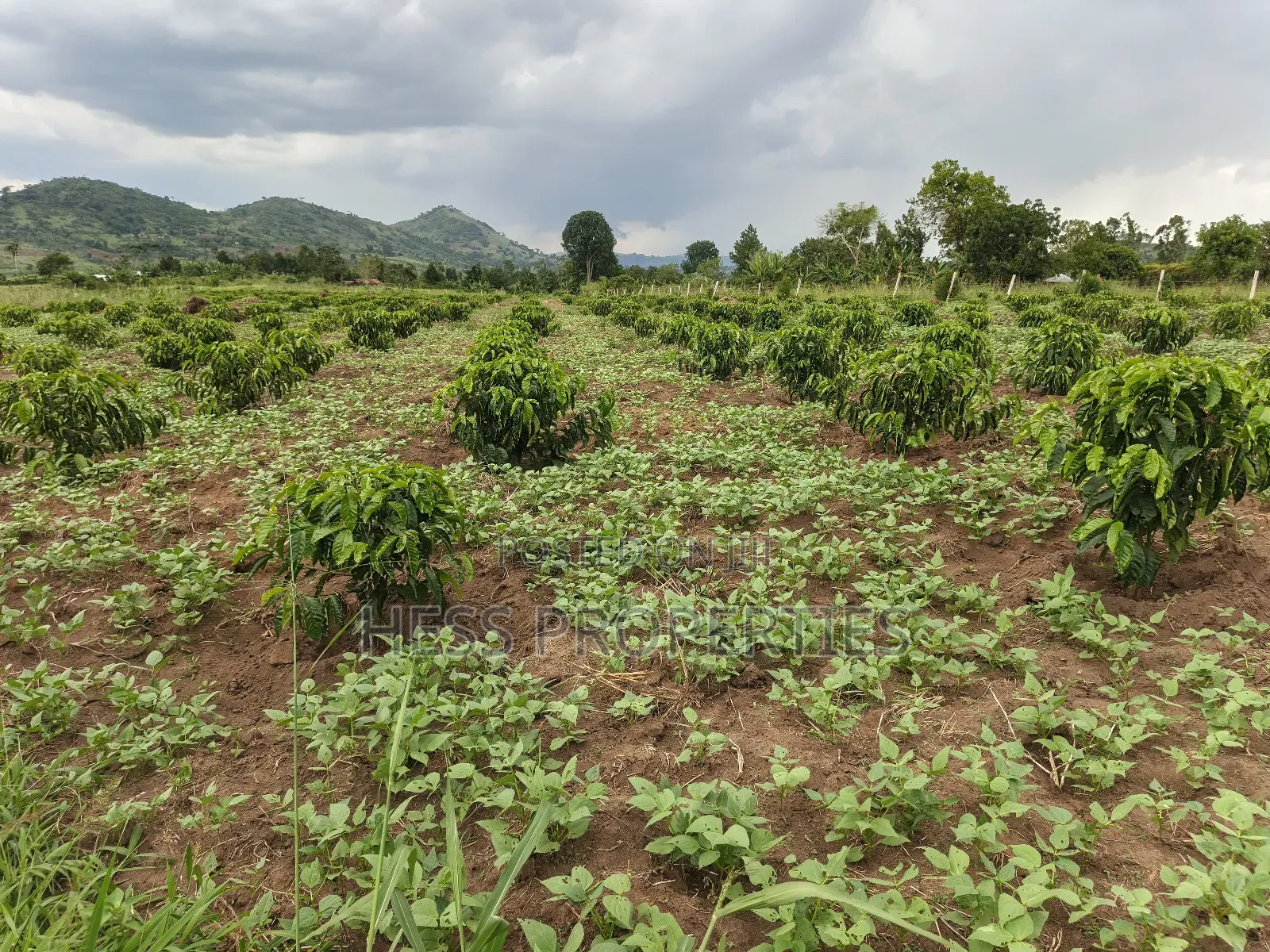 Coffee Farm on Sale Located in Bufunjo -Kyenjojo District in Kyenjojo