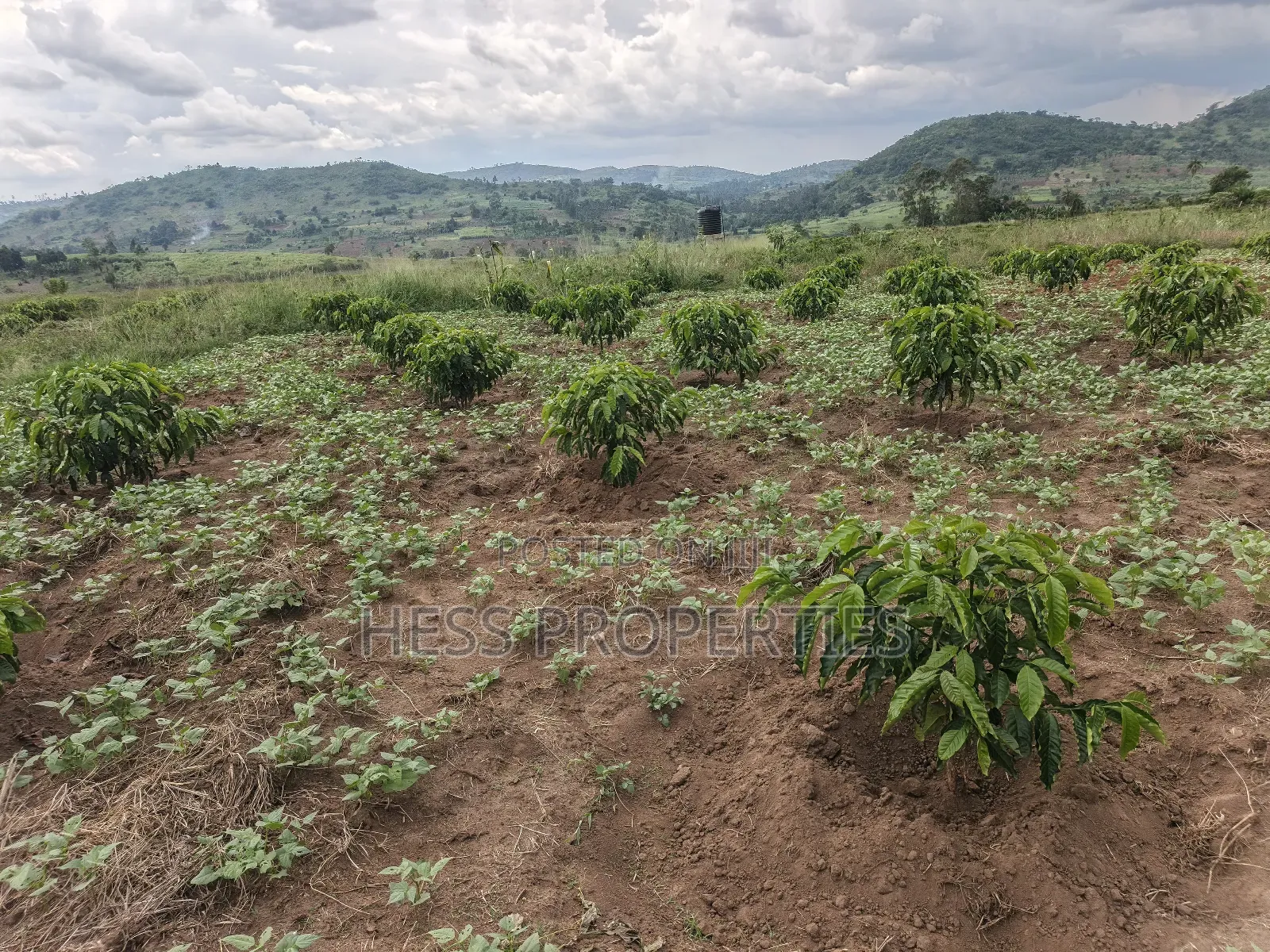Coffee Farm on Sale Located in Bufunjo -Kyenjojo District in Kyenjojo