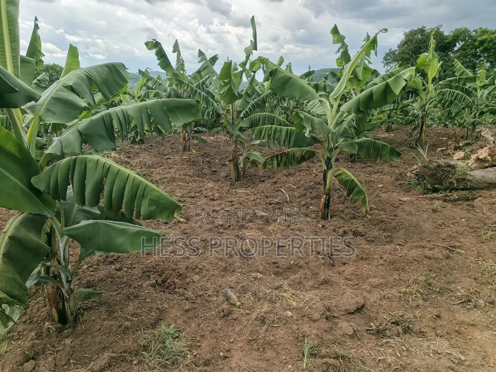 Coffee Farm on Sale Located in Bufunjo -Kyenjojo District in Kyenjojo