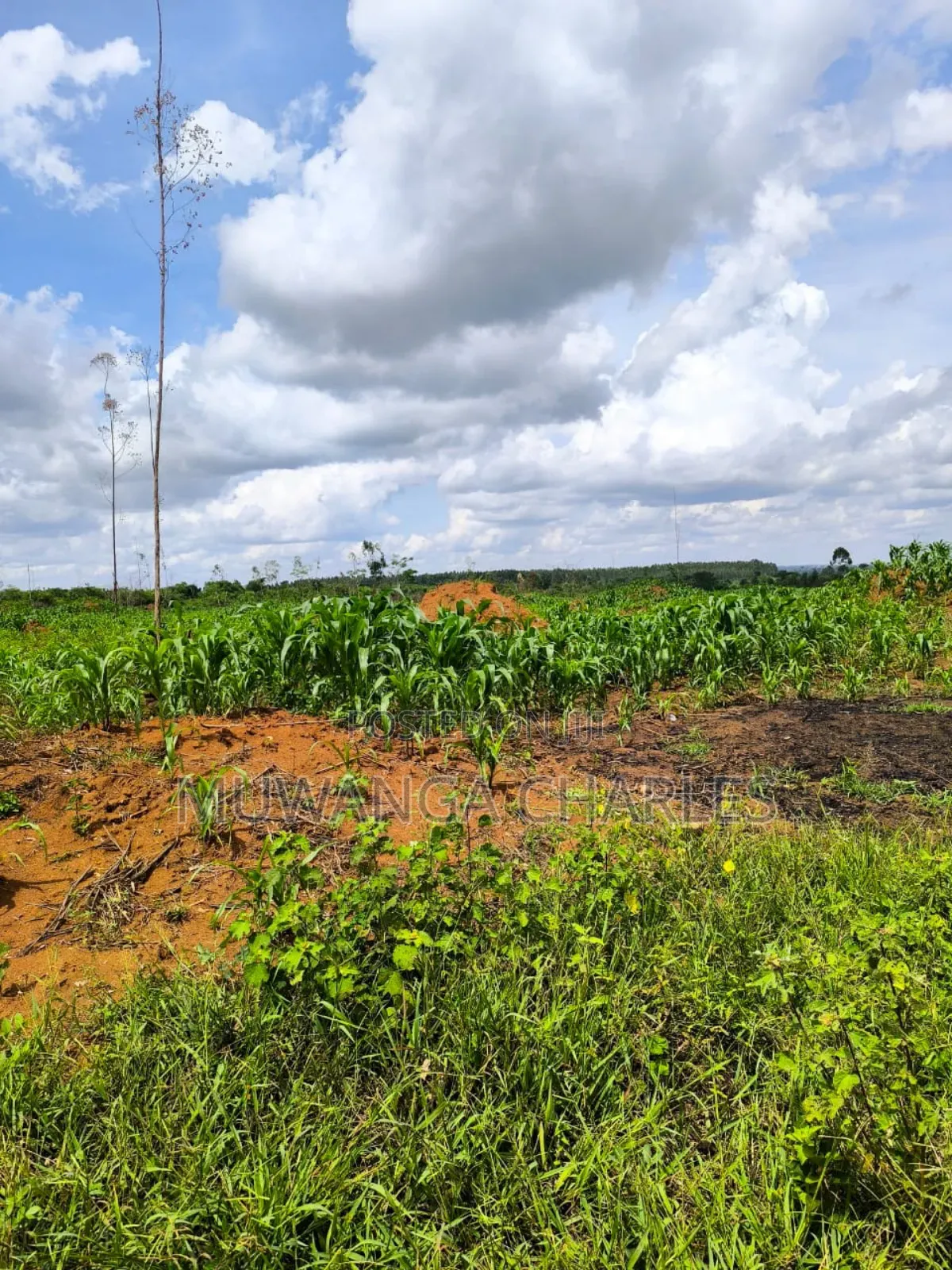200acres of Land on Sale in Nakasongola in Kakooge