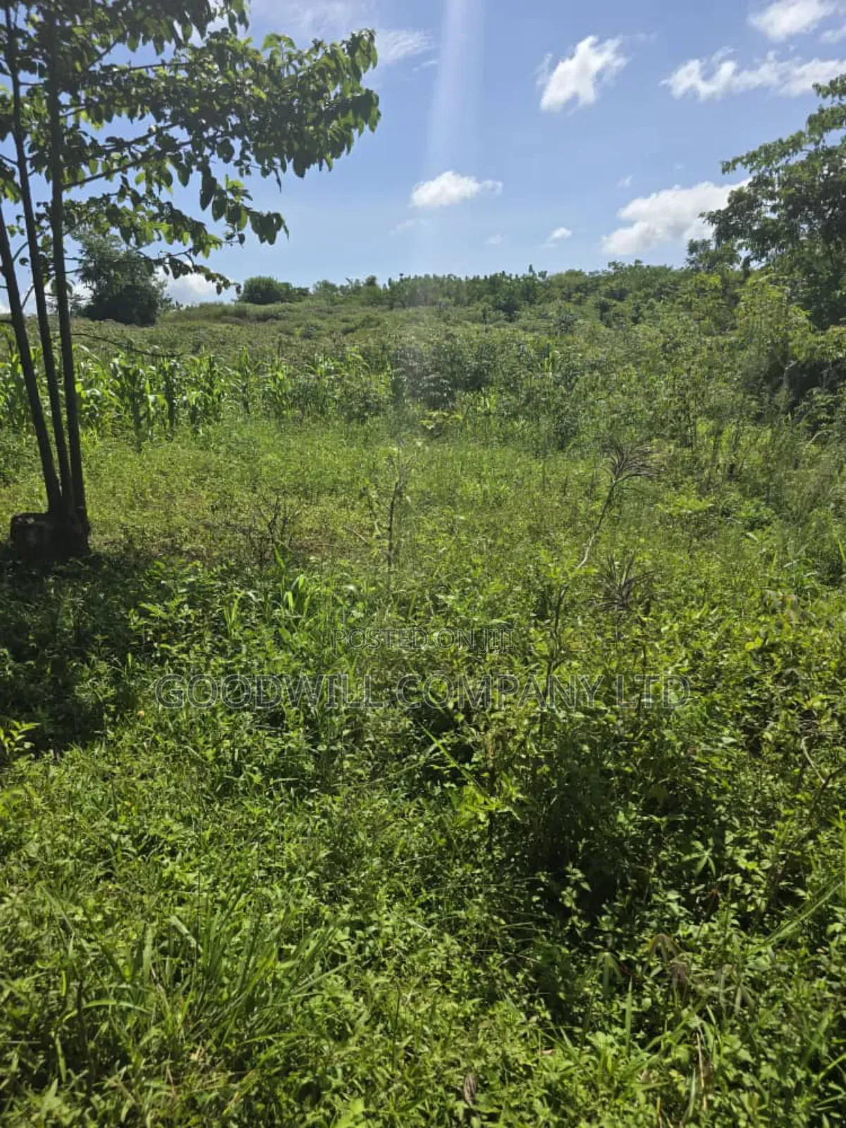 9 Acres of Land in Nkokonjeru Buikwe in Central Division