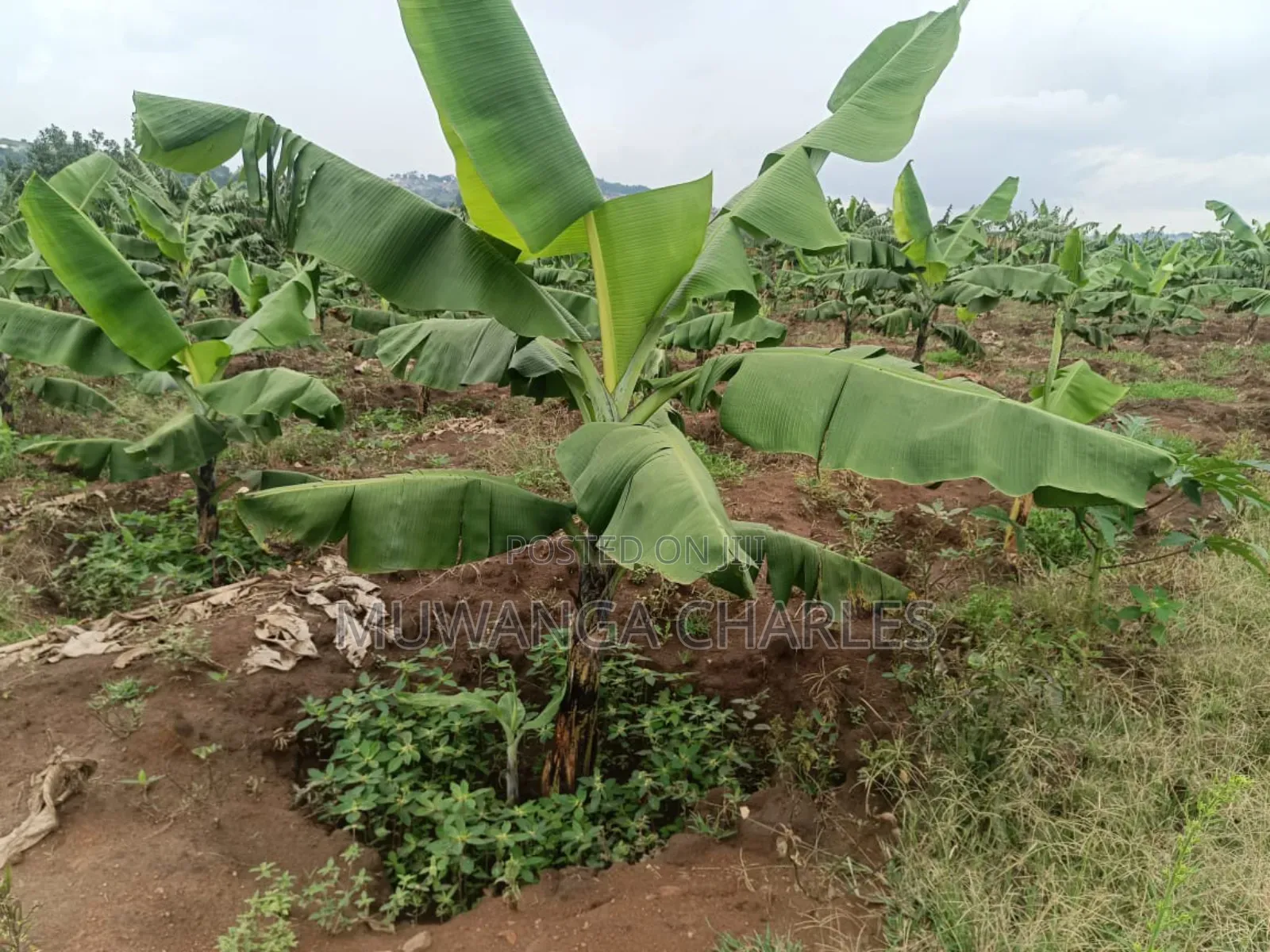 Land on Sale in Nakaseke Kapeka in Division B