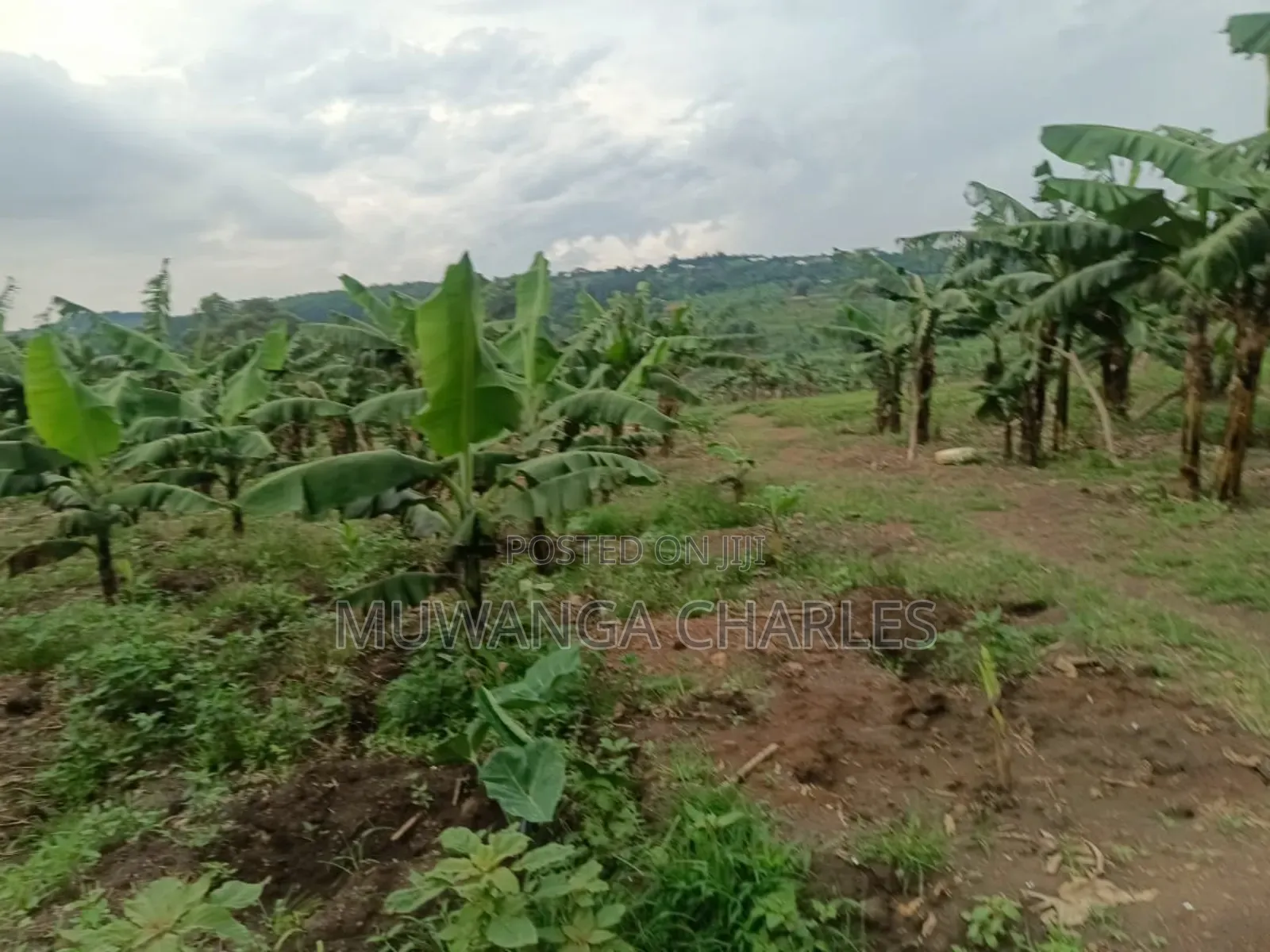 Land on Sale in Nakaseke Kapeka in Division B