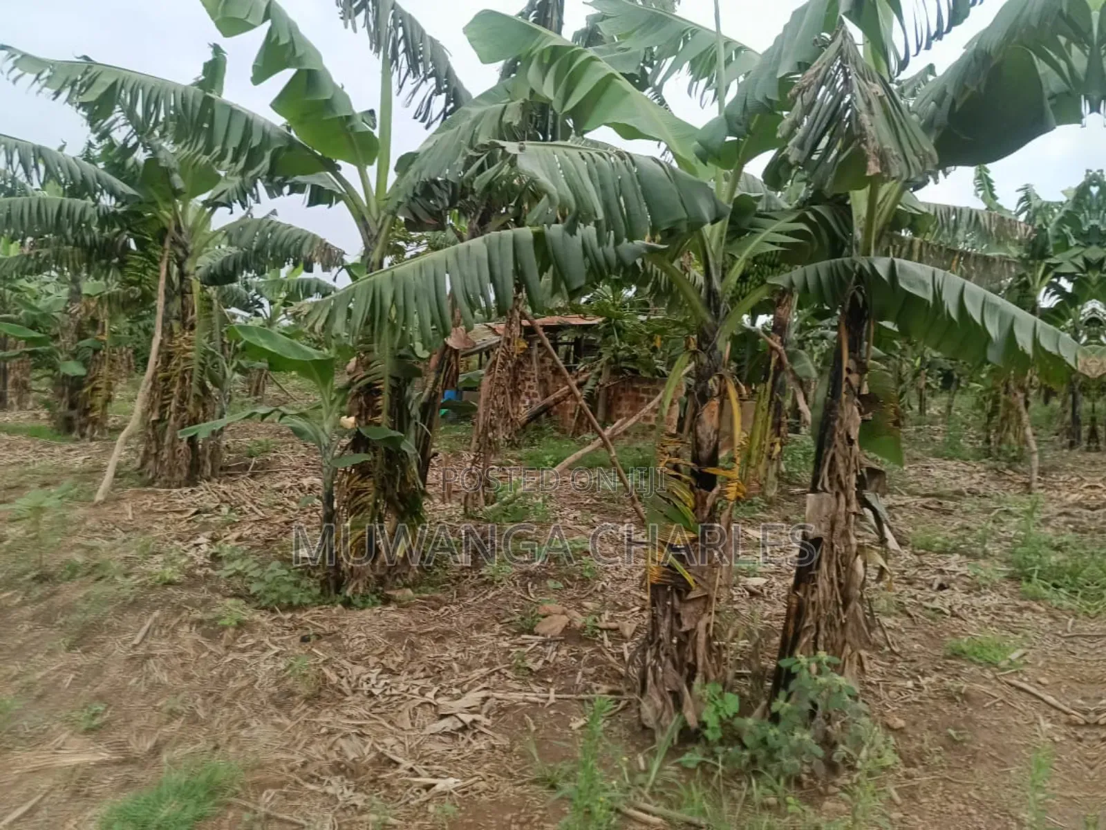 Land on Sale in Nakaseke Kapeka in Division B