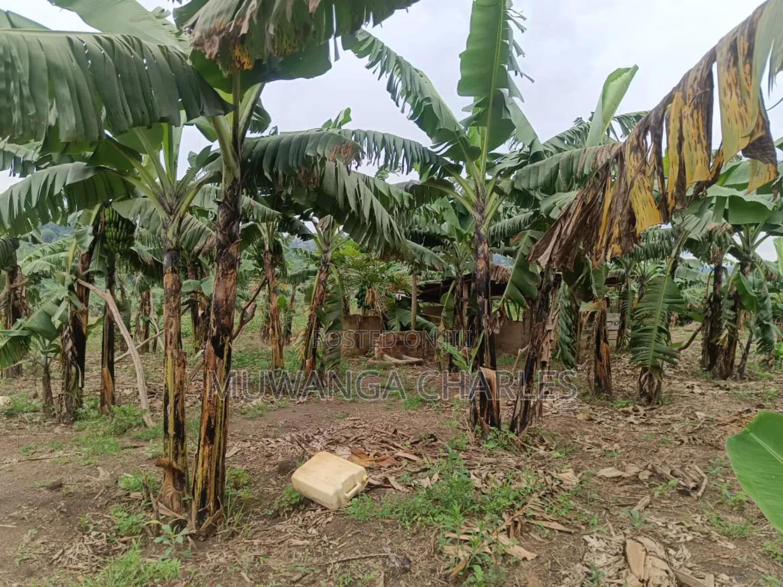 Land on Sale in Nakaseke Kapeka in Division B