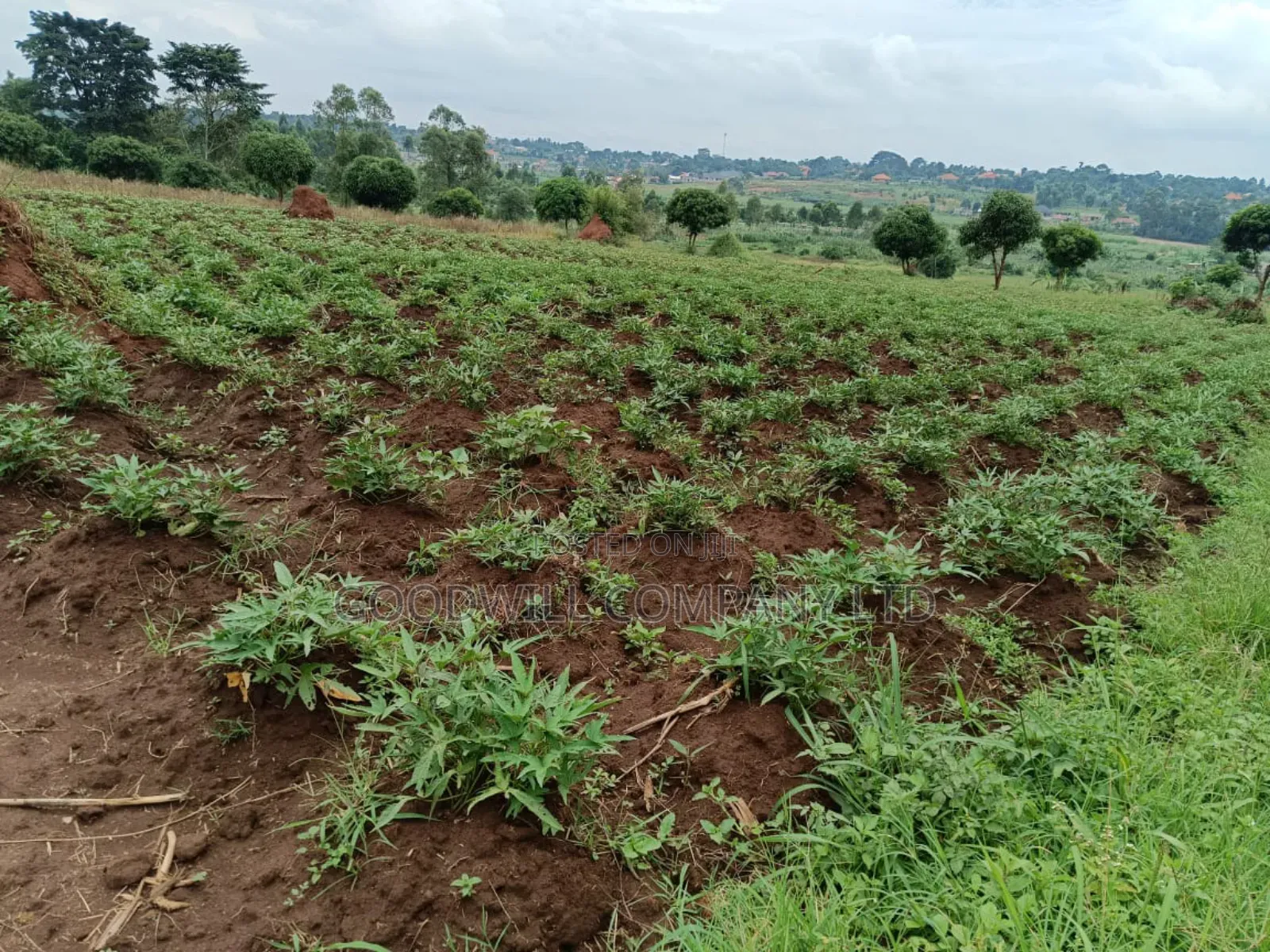 12 Acres of Land in Kijabijjo Gayaza in Central Division