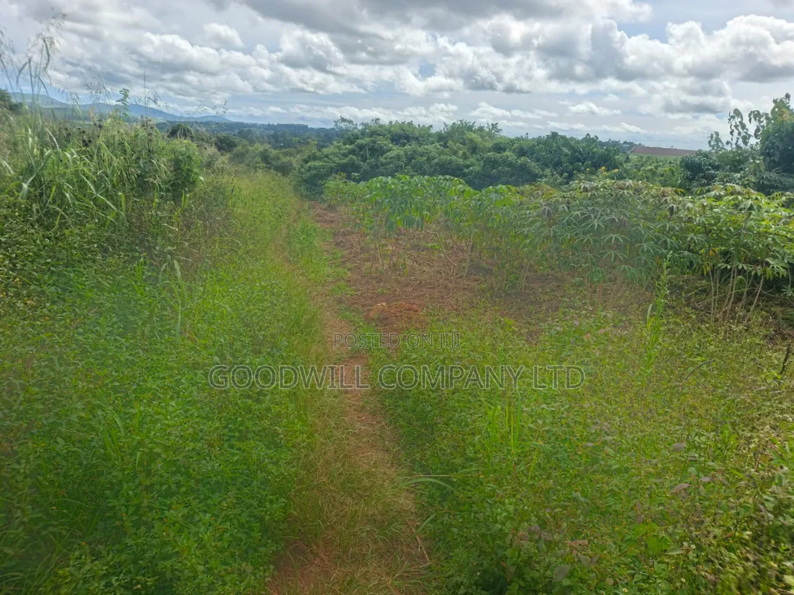 5 Acres of Land in Namaiba Mukono on Katosi Rd in Central Division