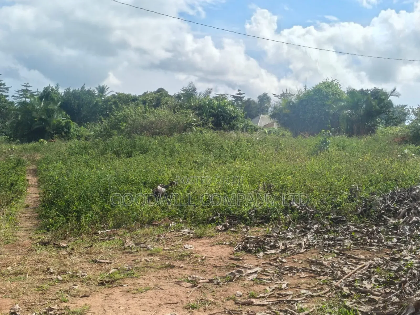 5 Acres of Land in Namaiba Mukono on Katosi Rd in Central Division