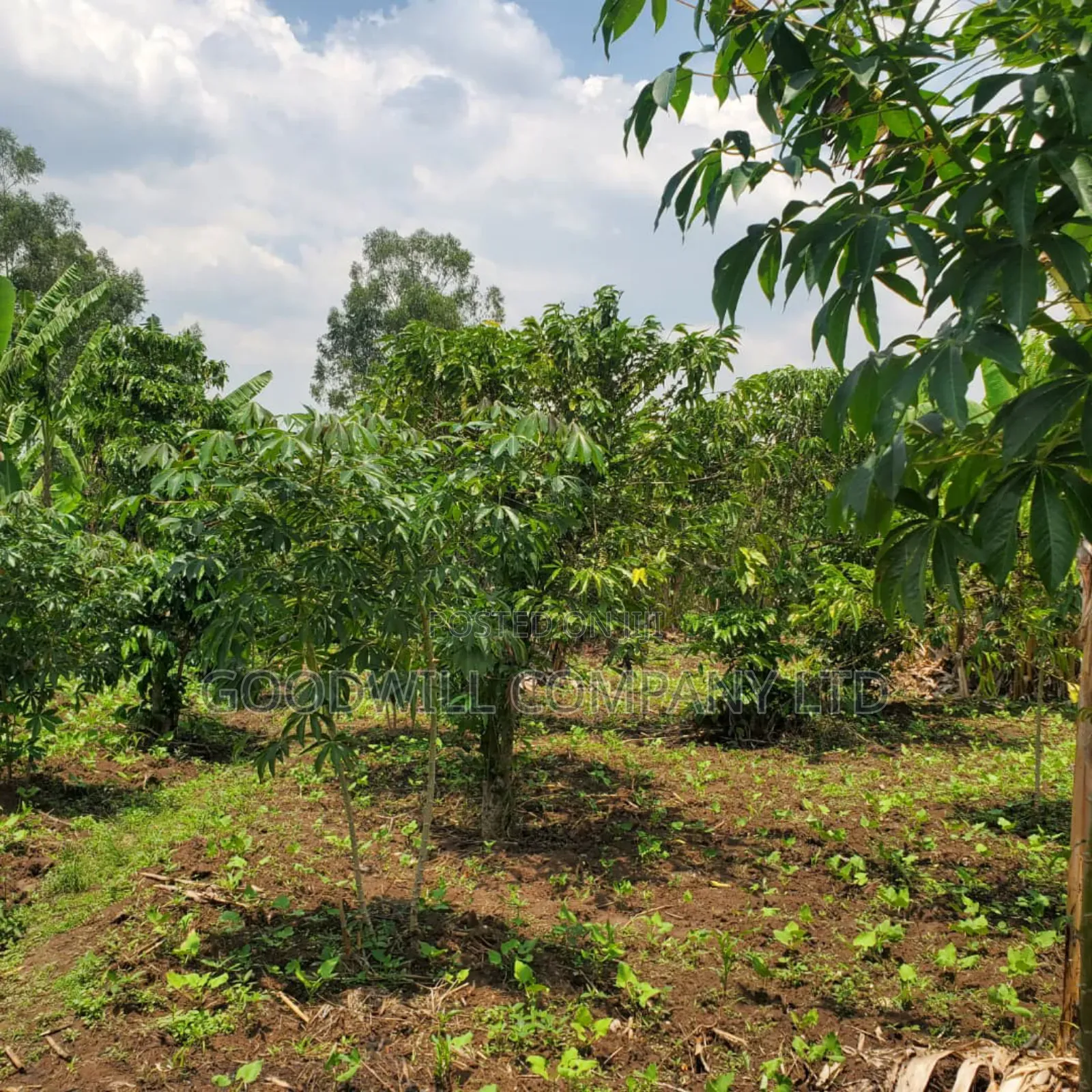 11 Acres of Land in Busiika Bulami on Zirobwe Rd in Central Division