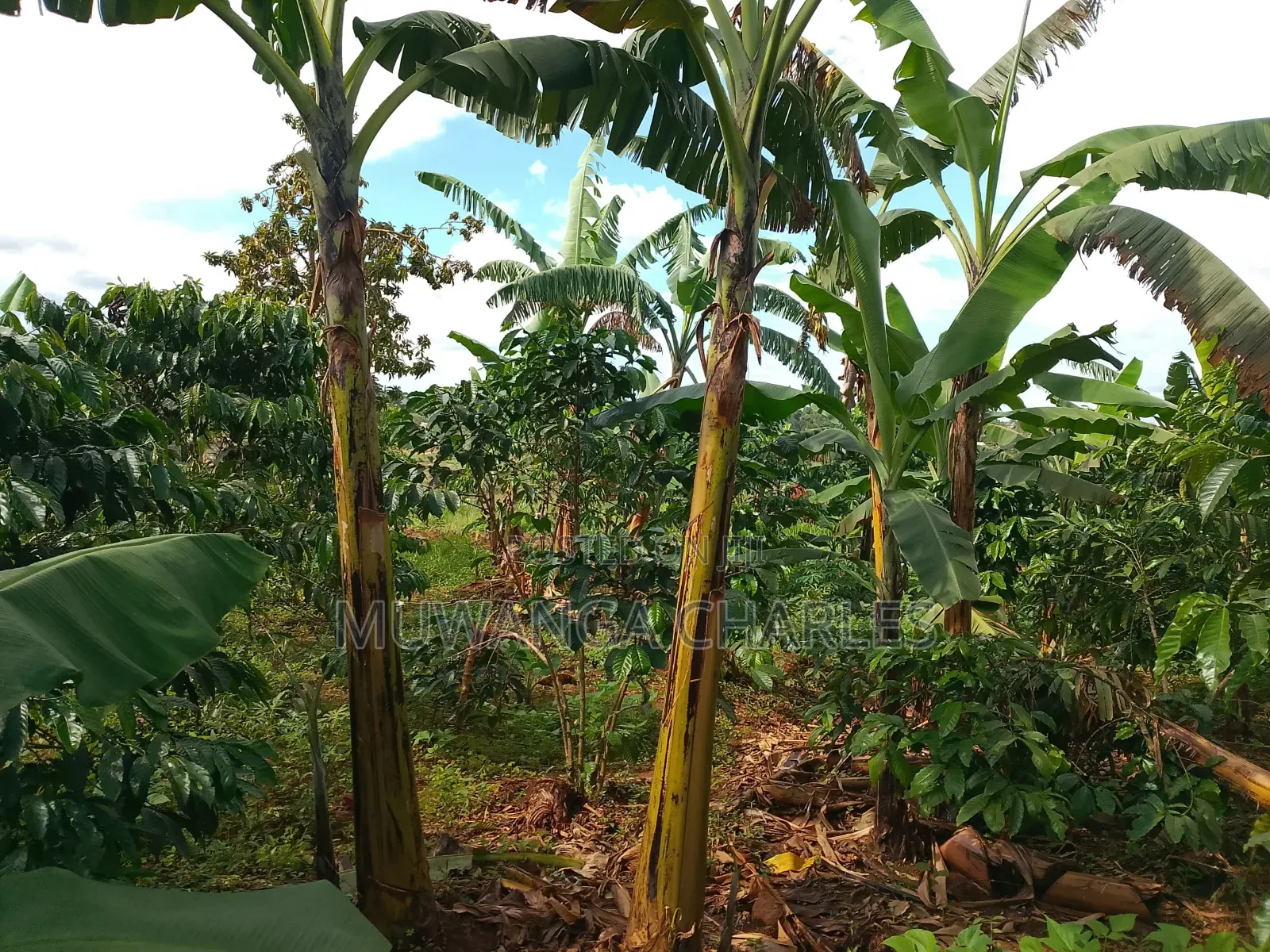 2acres of Land on Sale in Kanyanda Matugga in Gombe