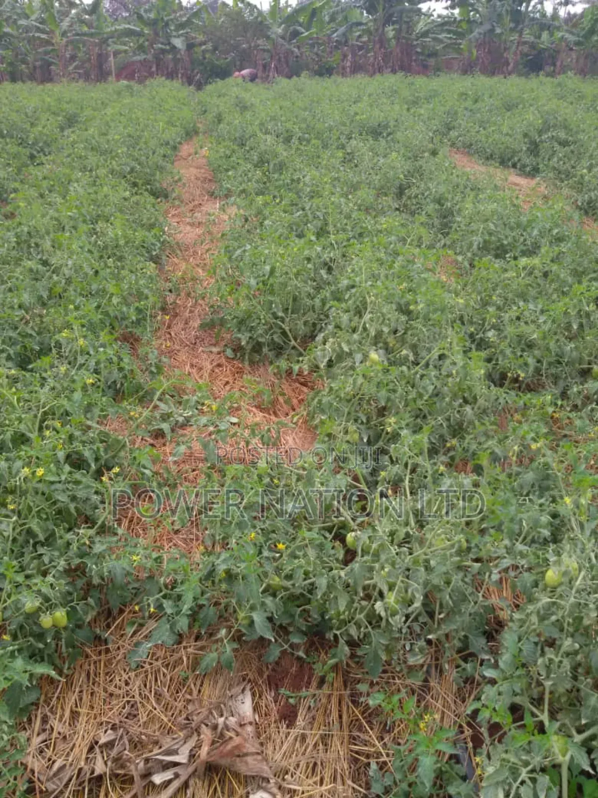 Farmland of 20 Acres of Land Nakaseke Off Ngoma Butalangu Road in Central Division