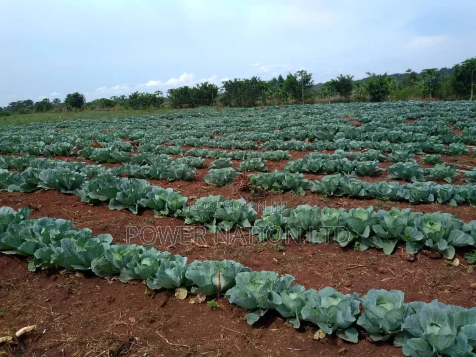 Farmland of 20 Acres of Land Nakaseke Off Ngoma Butalangu Road in Central Division