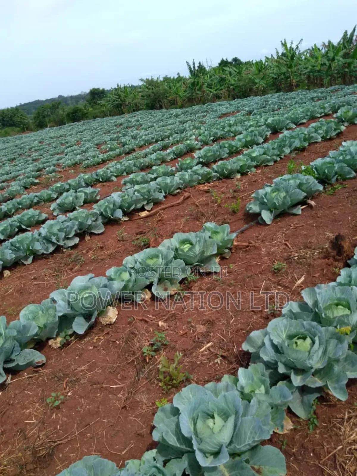 Farmland of 20 Acres of Land Nakaseke Off Ngoma Butalangu Road in Central Division