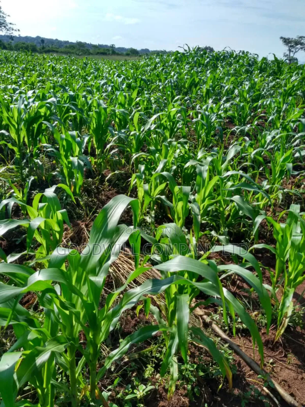 Farmland of 20 Acres of Land Off Ngoma Butalangu Nakaseke District in Central Division