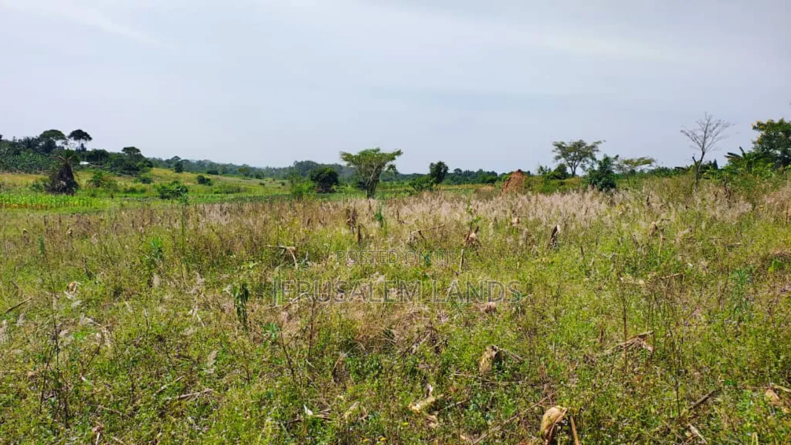 Farm of 1.3 Acers at Only 40m Bombo Just 20km From Kampala Title Privt in Wakiso / Wakiso