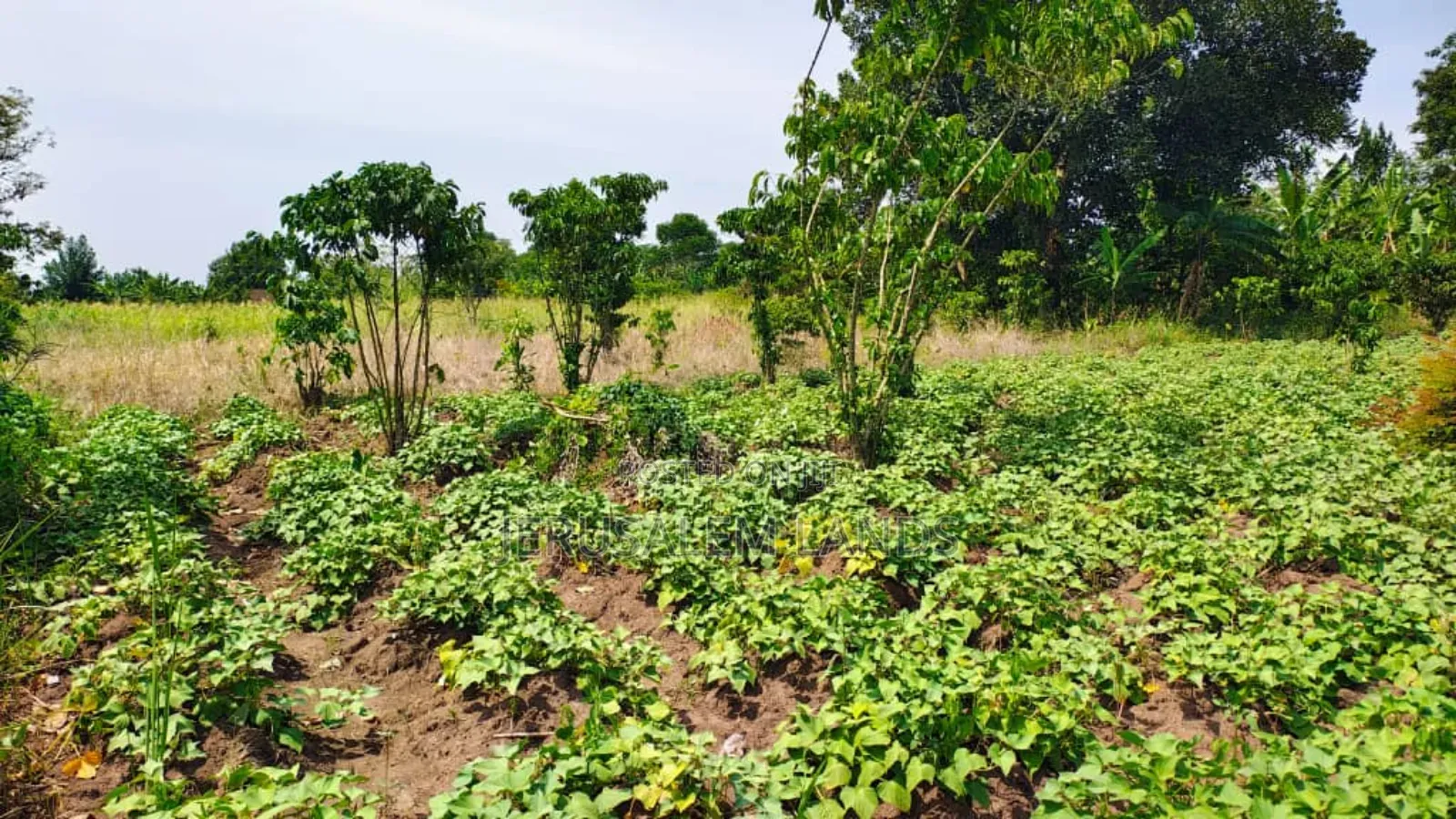 Farm of 1.3 Acers at Only 40m Bombo Just 20km From Kampala Title Privt in Wakiso / Wakiso