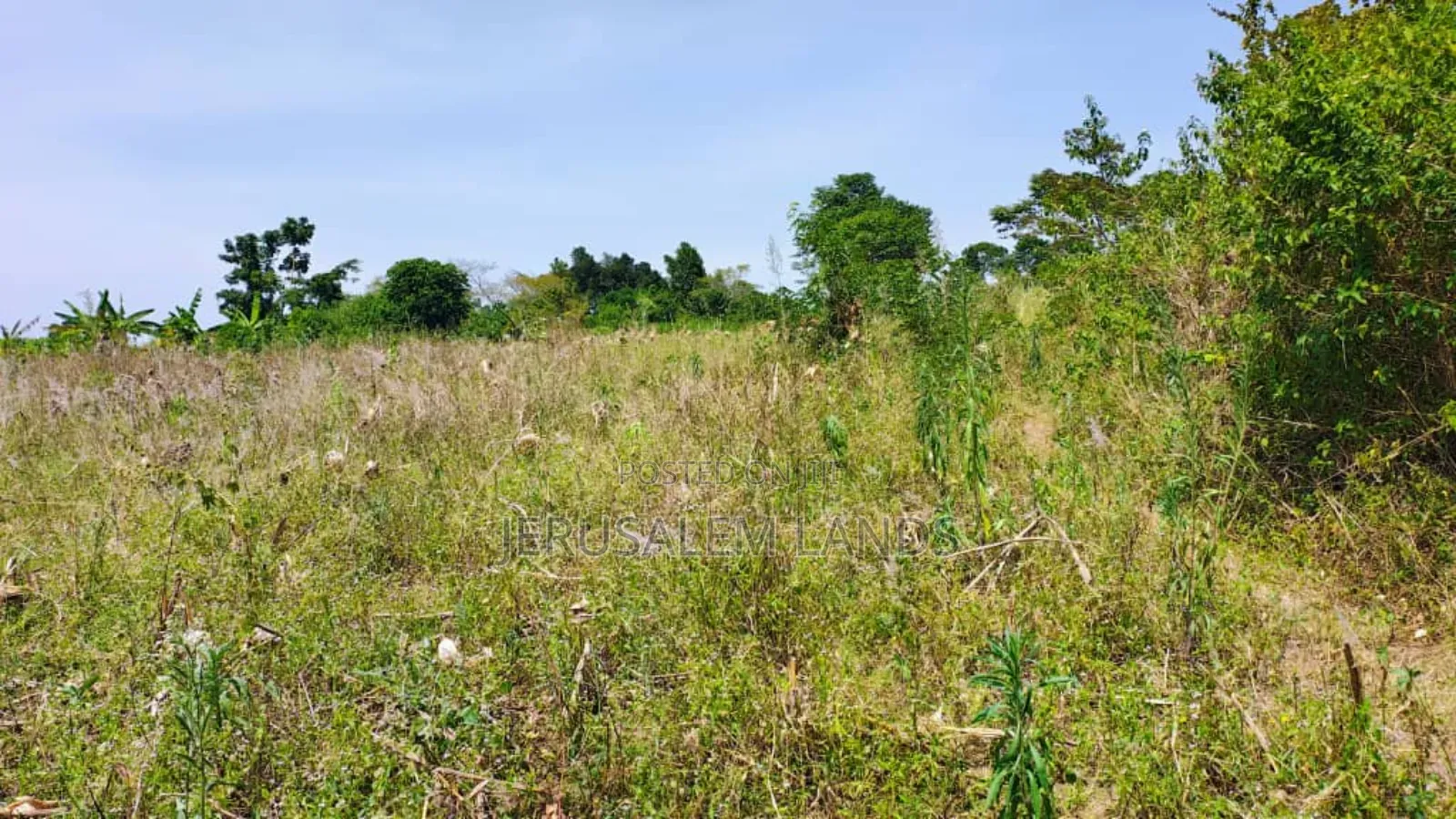 Farm of 1.3 Acers at Only 40m Bombo Just 20km From Kampala Title Privt in Wakiso / Wakiso