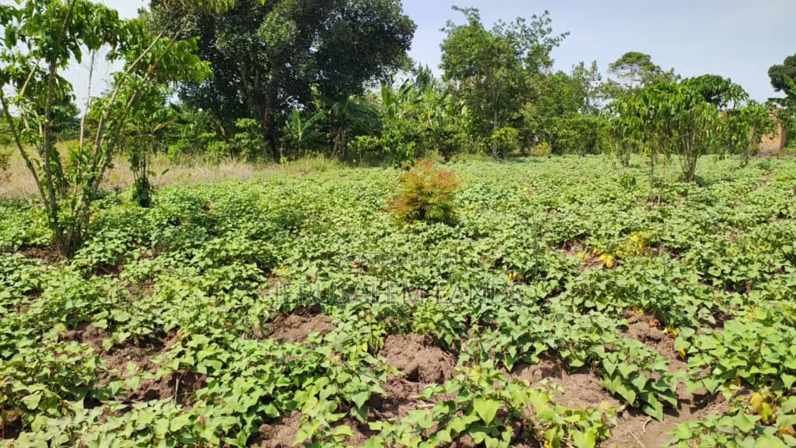 Farm of 1.3 Acers at Only 40m Bombo Just 20km From Kampala Title Privt in Wakiso / Wakiso