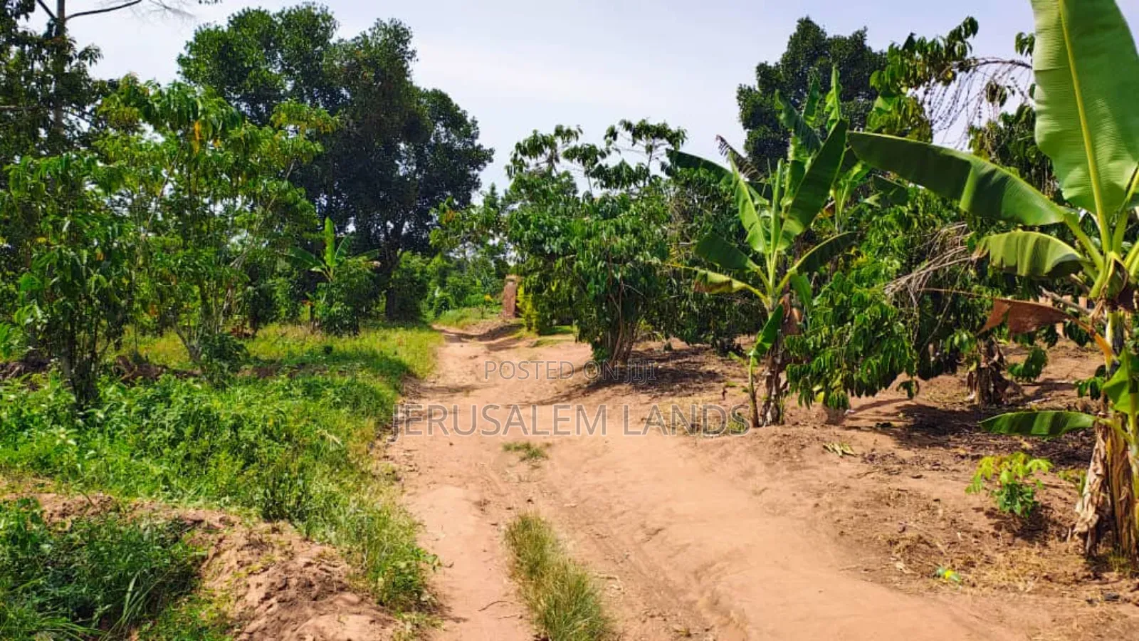 Farm of 1.3 Acers at Only 40m Bombo Just 20km From Kampala Title Privt in Wakiso / Wakiso