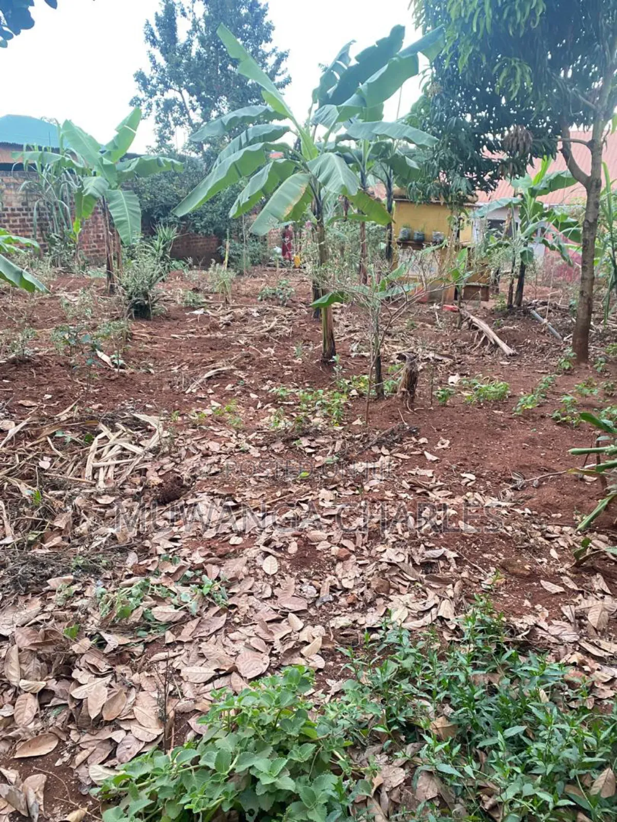 100by50ft Plot on Sale in Kitetika in Division A