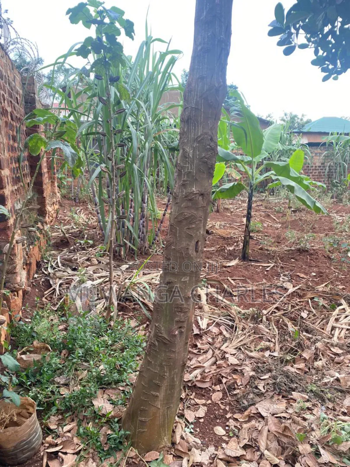 100by50ft Plot on Sale in Kitetika in Division A