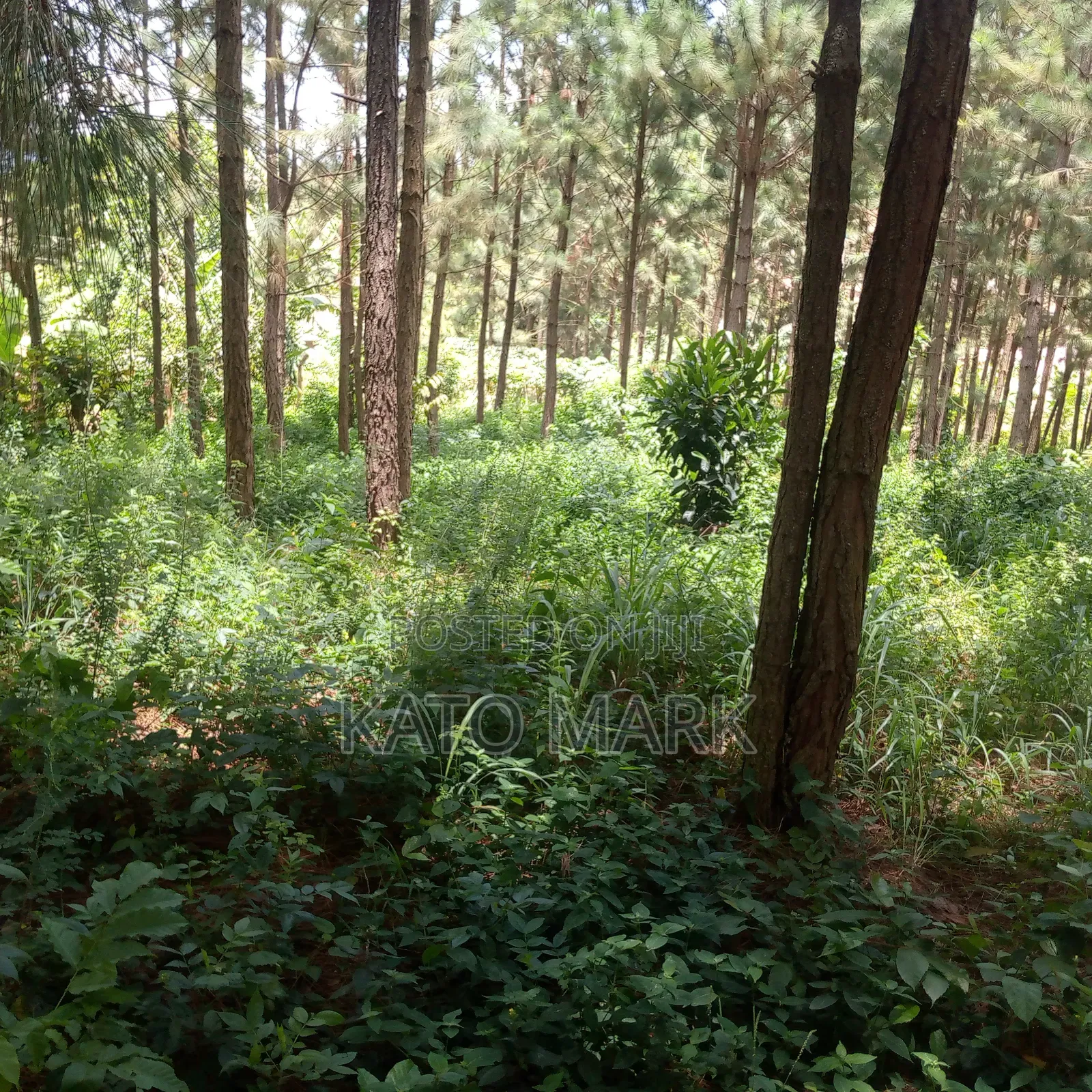 One Acre for Sale Located at Seeta Kikoza Town Mukono in Mukono TC