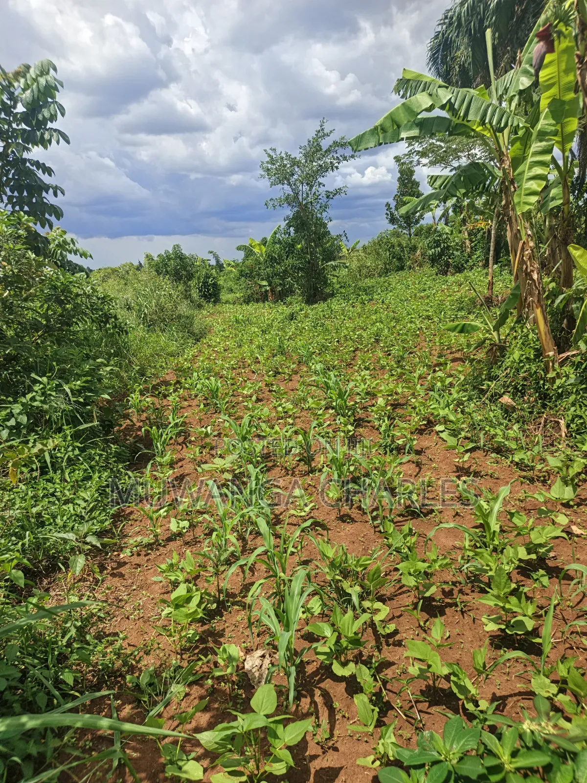 Land on Sale in Zirobwe Tongo Town in Zirobwe