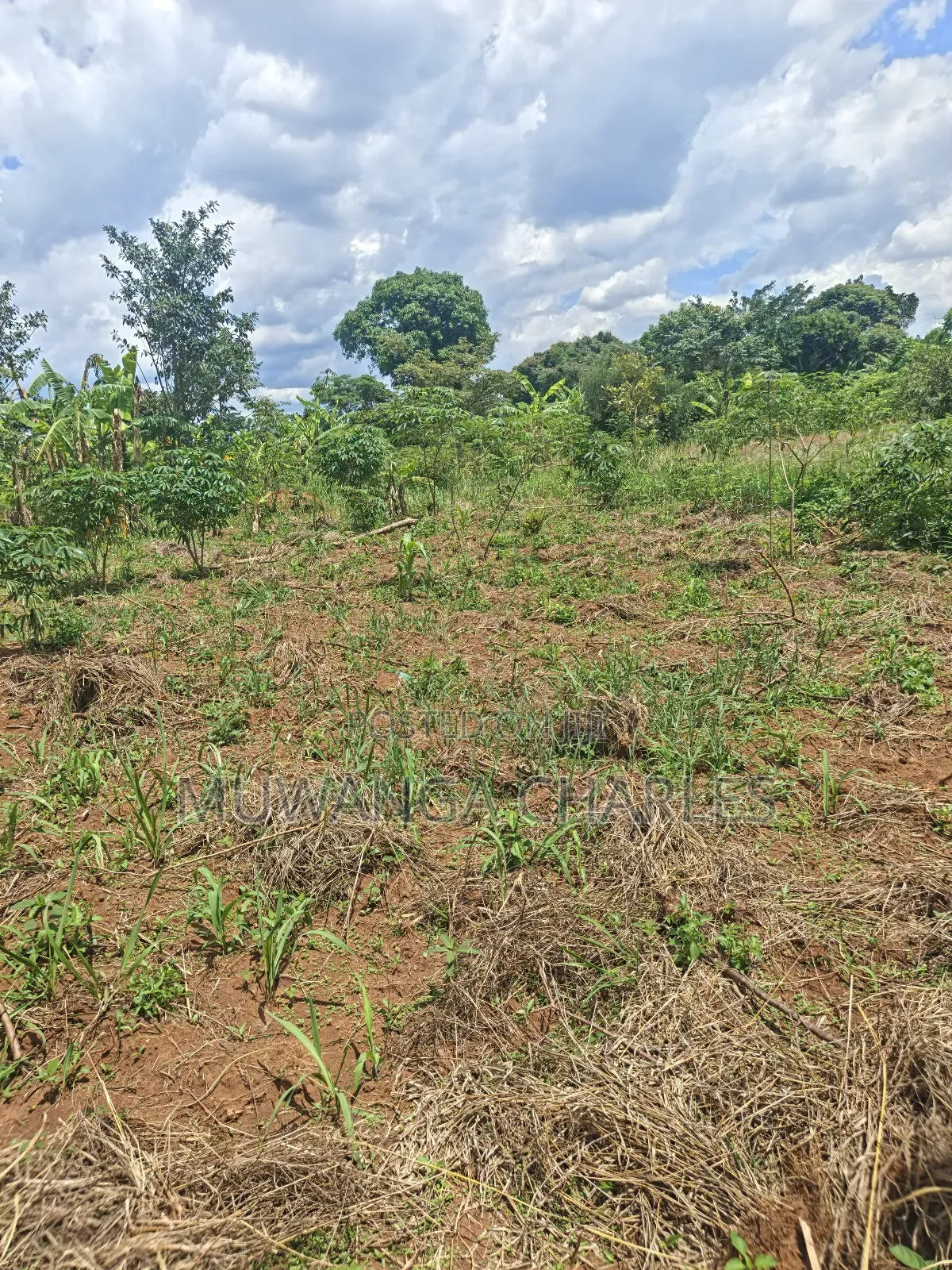 Land on Sale in Zirobwe Tongo Town in Zirobwe