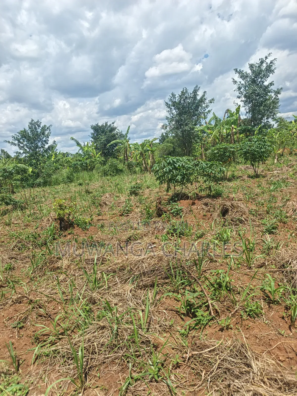 Land on Sale in Zirobwe Tongo Town in Zirobwe
