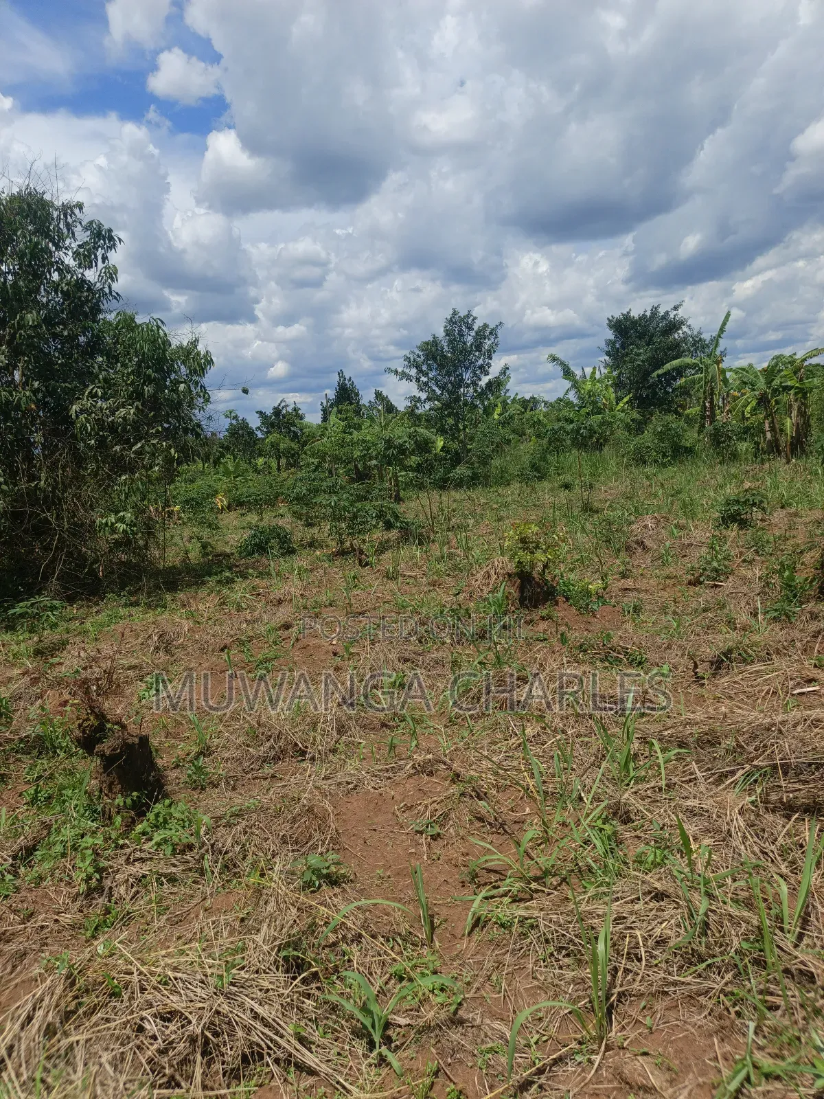Land on Sale in Zirobwe Tongo Town in Zirobwe