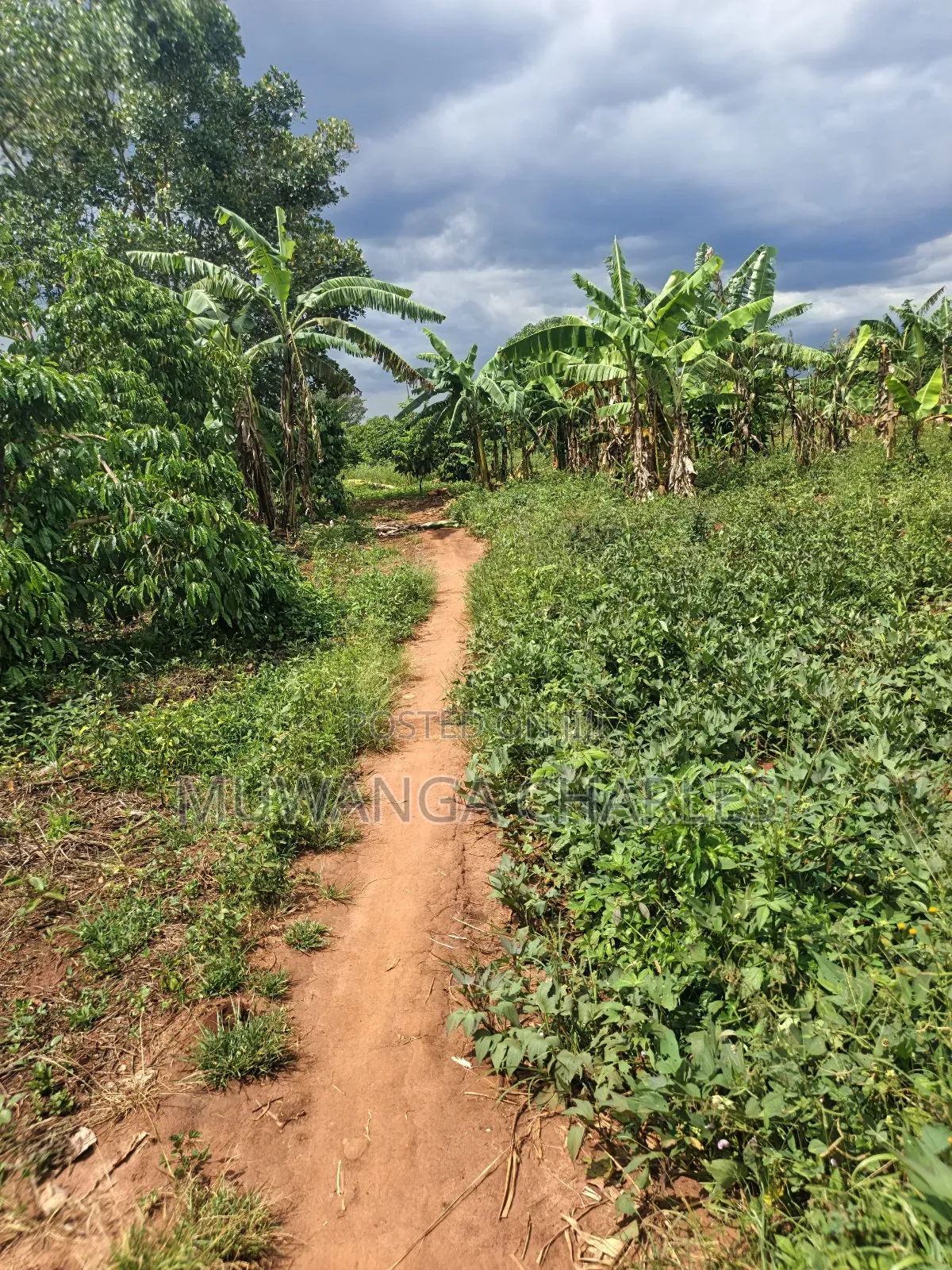4acres of Land on Sale in Zirobwe Tongo in Zirobwe
