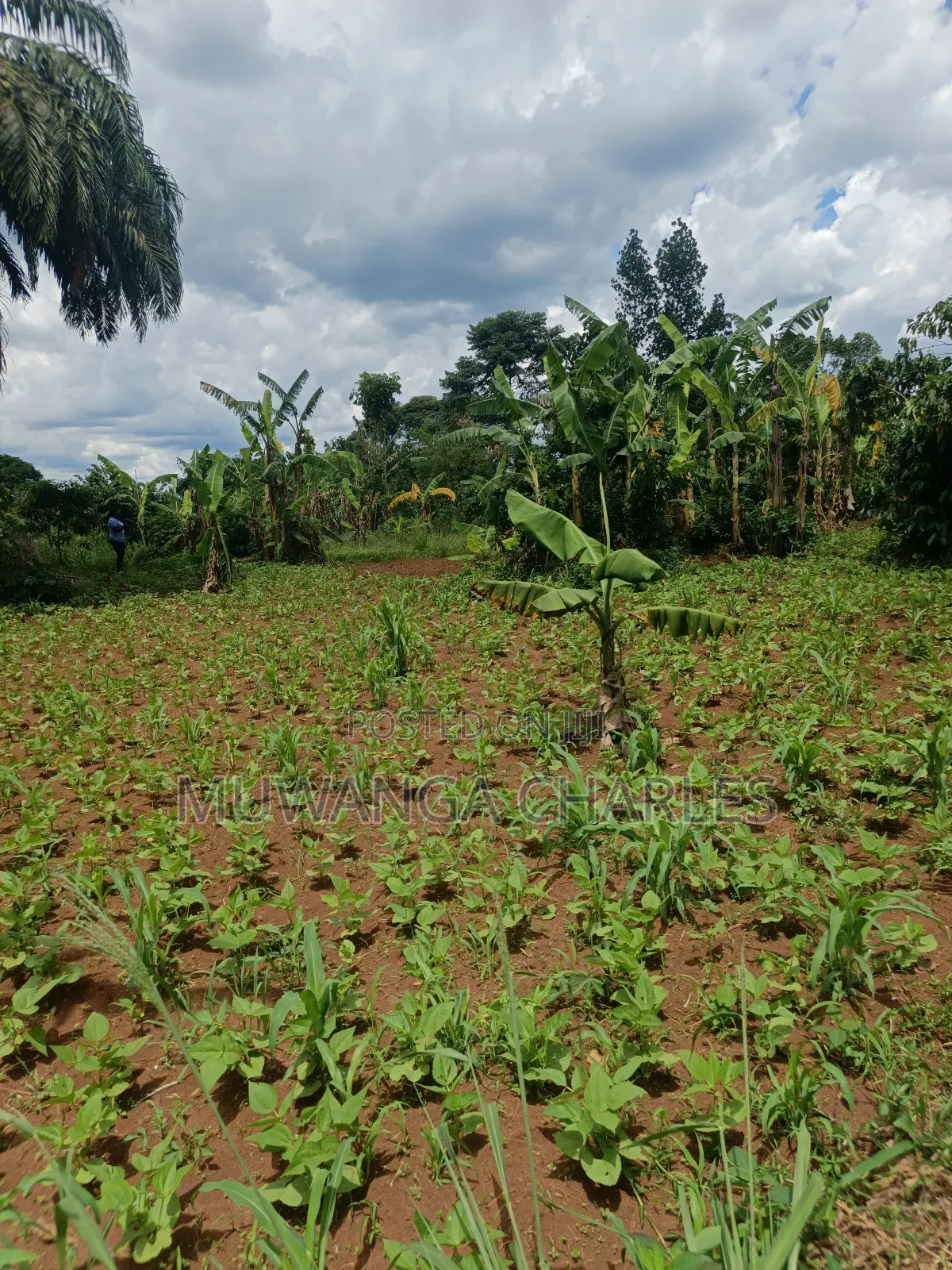 4acres of Land on Sale in Zirobwe Tongo in Zirobwe