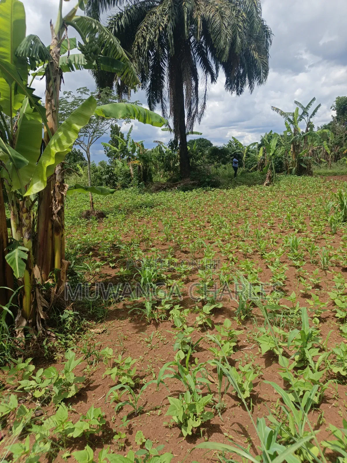 4acres of Land on Sale in Zirobwe Tongo in Zirobwe