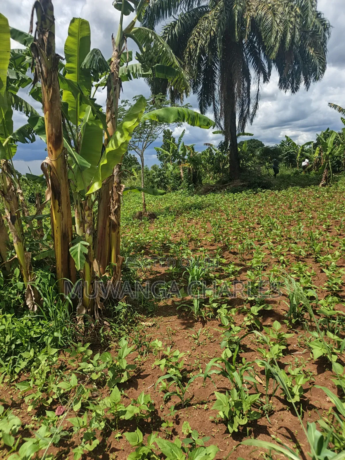 4acres of Land on Sale in Zirobwe Tongo in Zirobwe