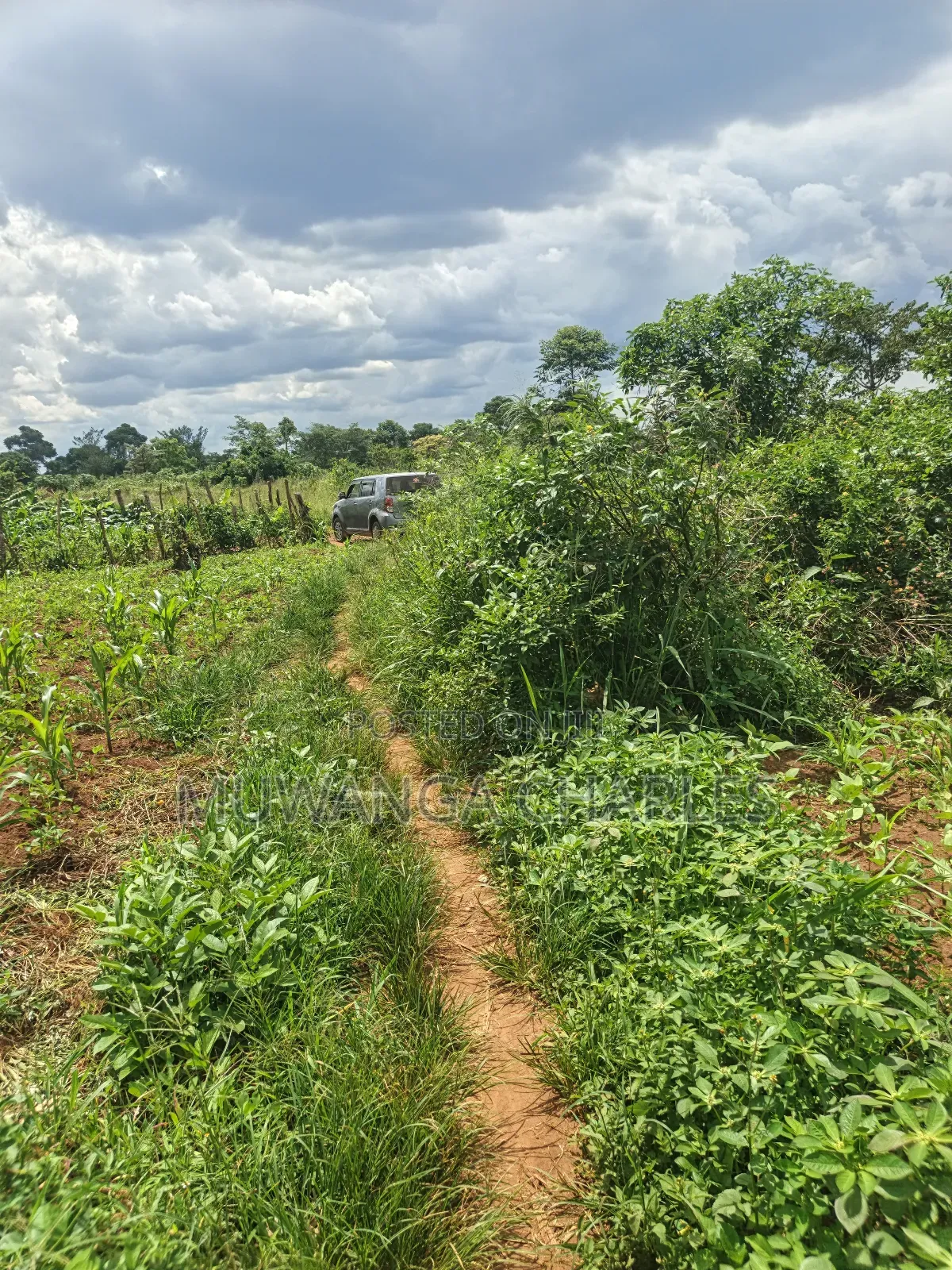 4acres of Land on Sale in Zirobwe Tongo in Zirobwe