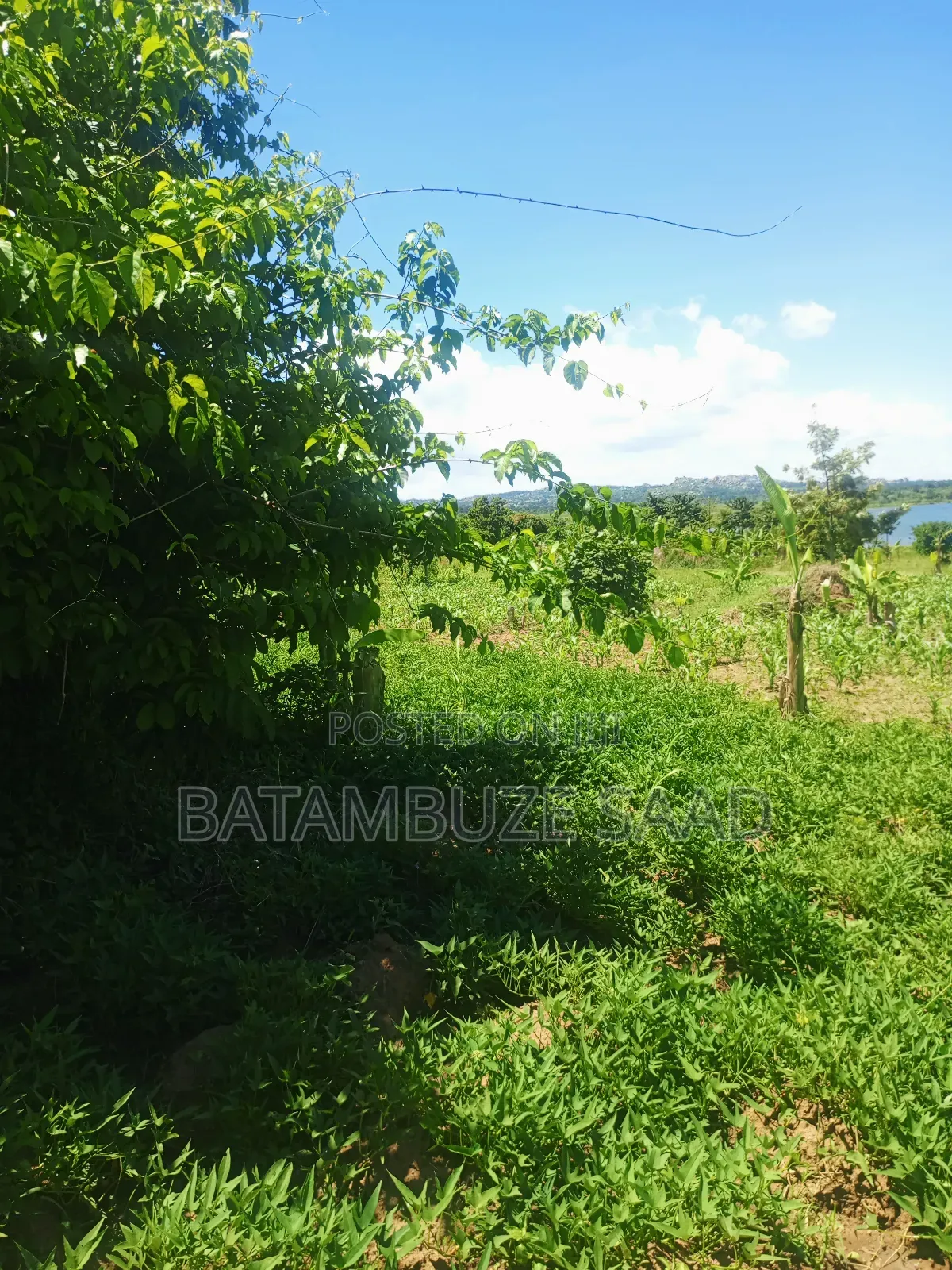 15 Acres of Farm Land on Lake Victoria Shores in Mayuge