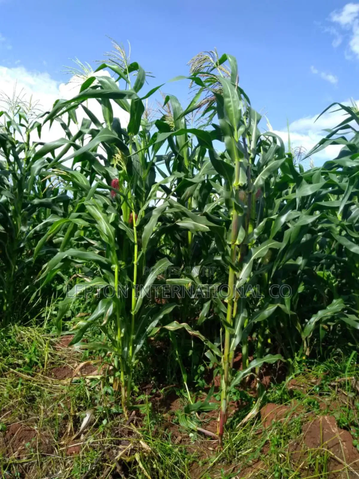 10 Acres for Sale in Nakaseke Gud for Residentials,Farming,factory Etc in Central Division
