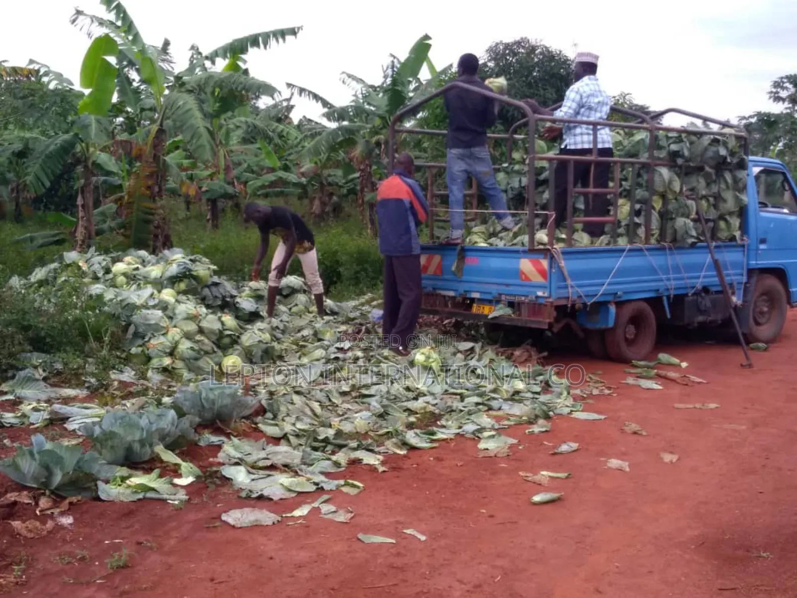 10 Acres for Sale in Nakaseke Gud for Residentials,Farming,factory Etc in Central Division