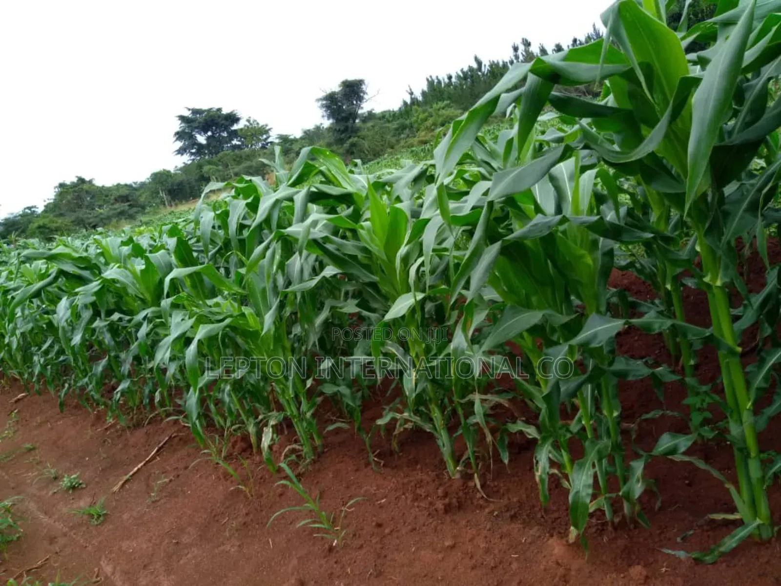 10 Acres for Sale in Nakaseke Gud for Residentials,Farming,factory Etc in Central Division