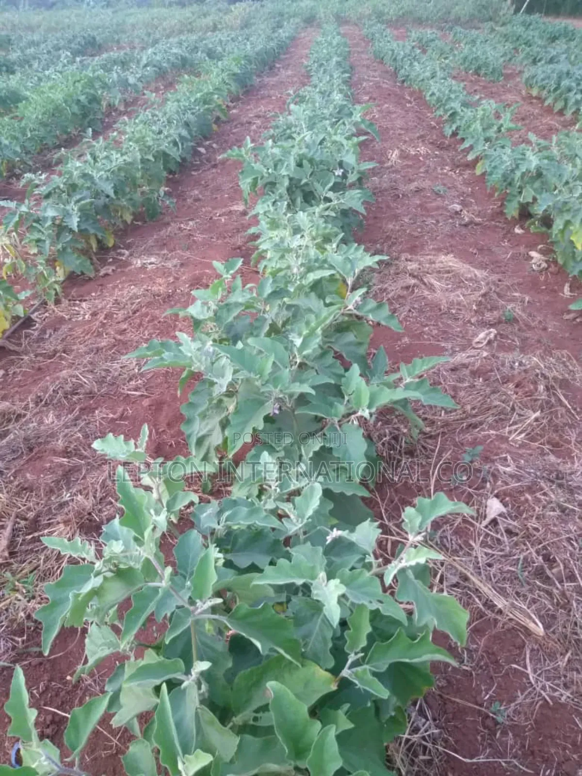10 Acres for Sale in Nakaseke Gud for Residentials,Farming,factory Etc in Central Division
