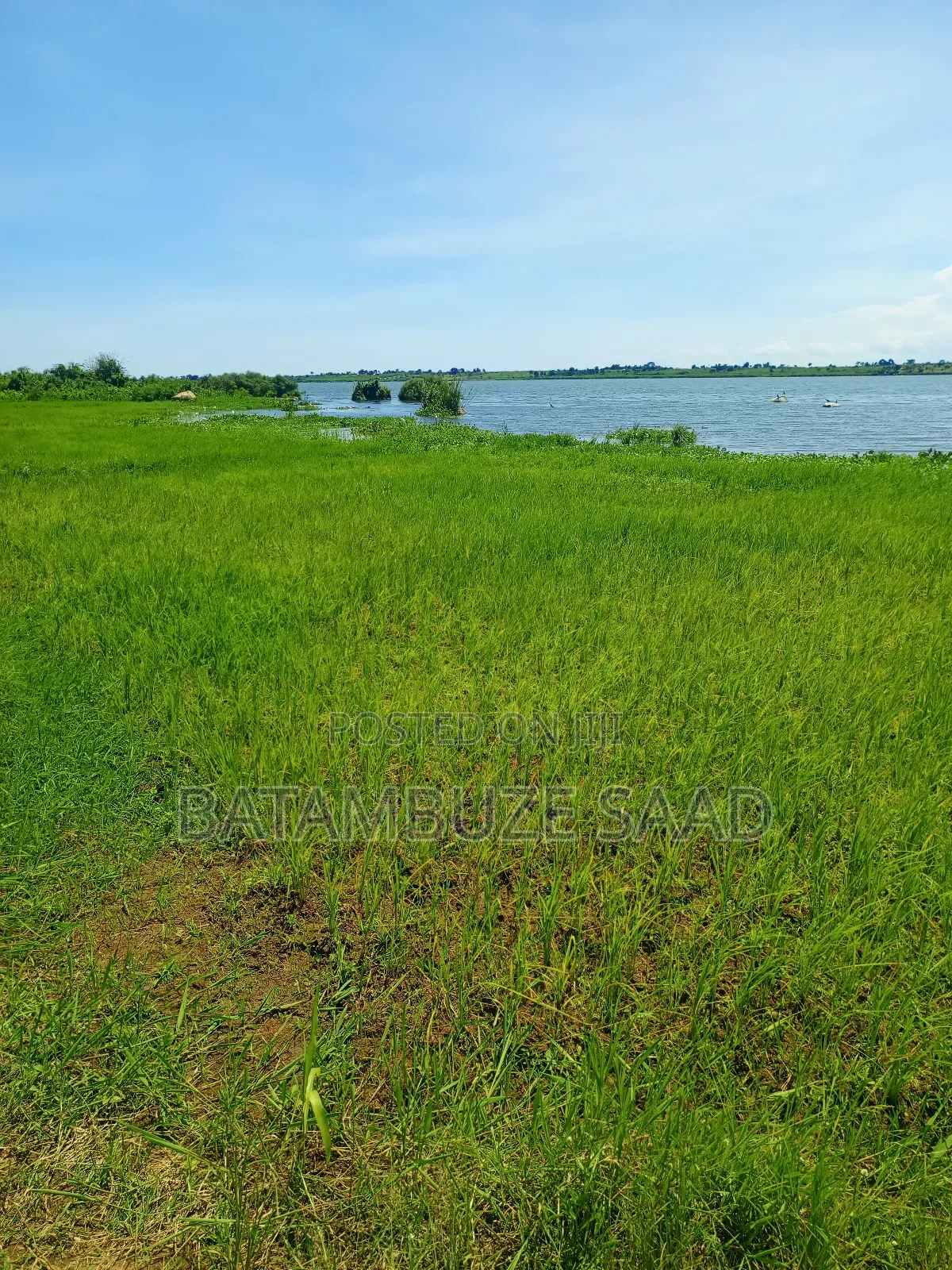 20 Acres 0f Farm Land on the Shores of Lake Victoria in Mayuge