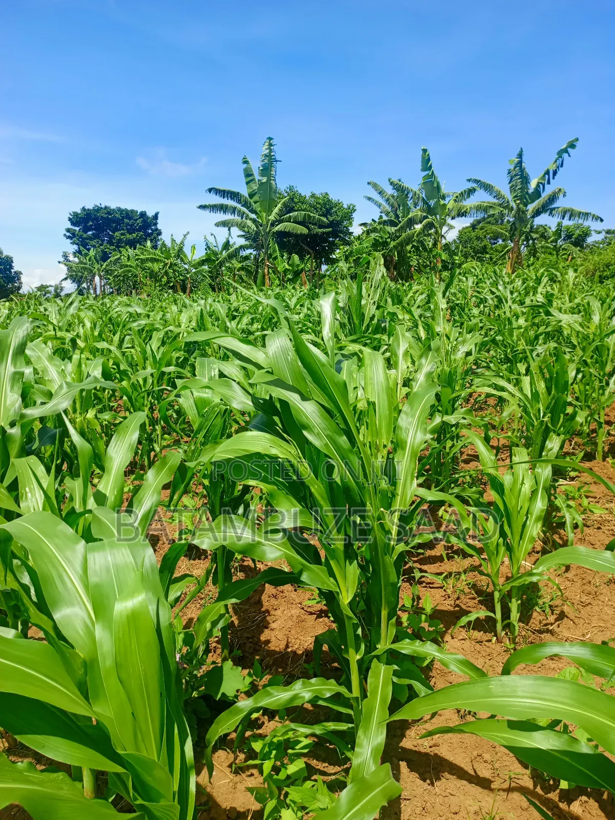 20 Acres 0f Farm Land on the Shores of Lake Victoria in Mayuge