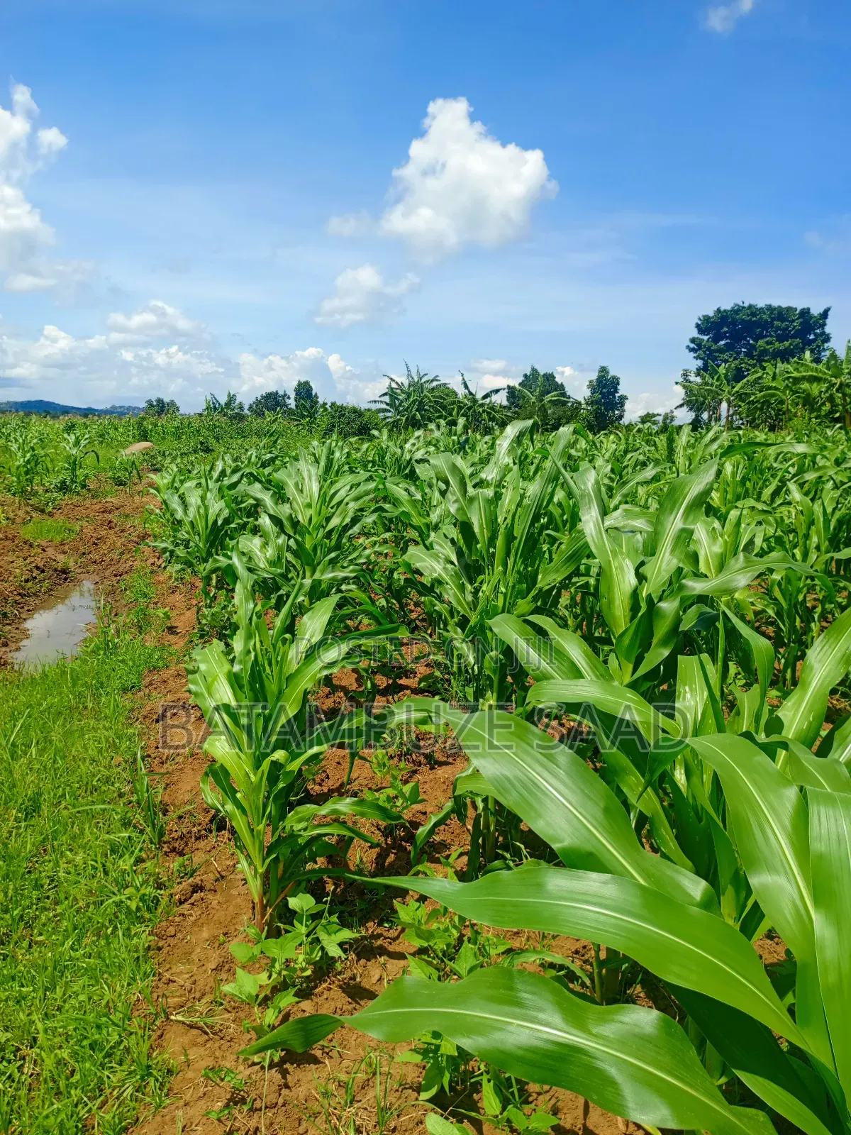 20 Acres 0f Farm Land on the Shores of Lake Victoria in Mayuge