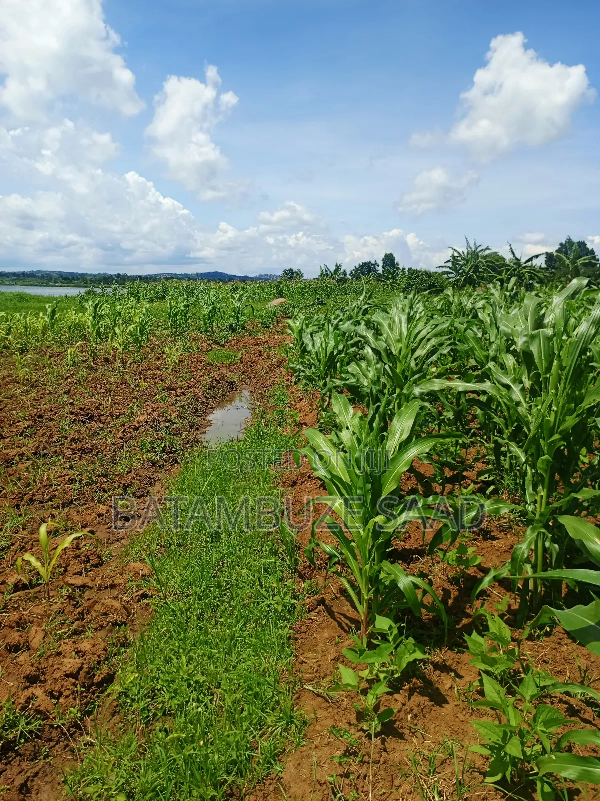 20 Acres 0f Farm Land on the Shores of Lake Victoria in Mayuge