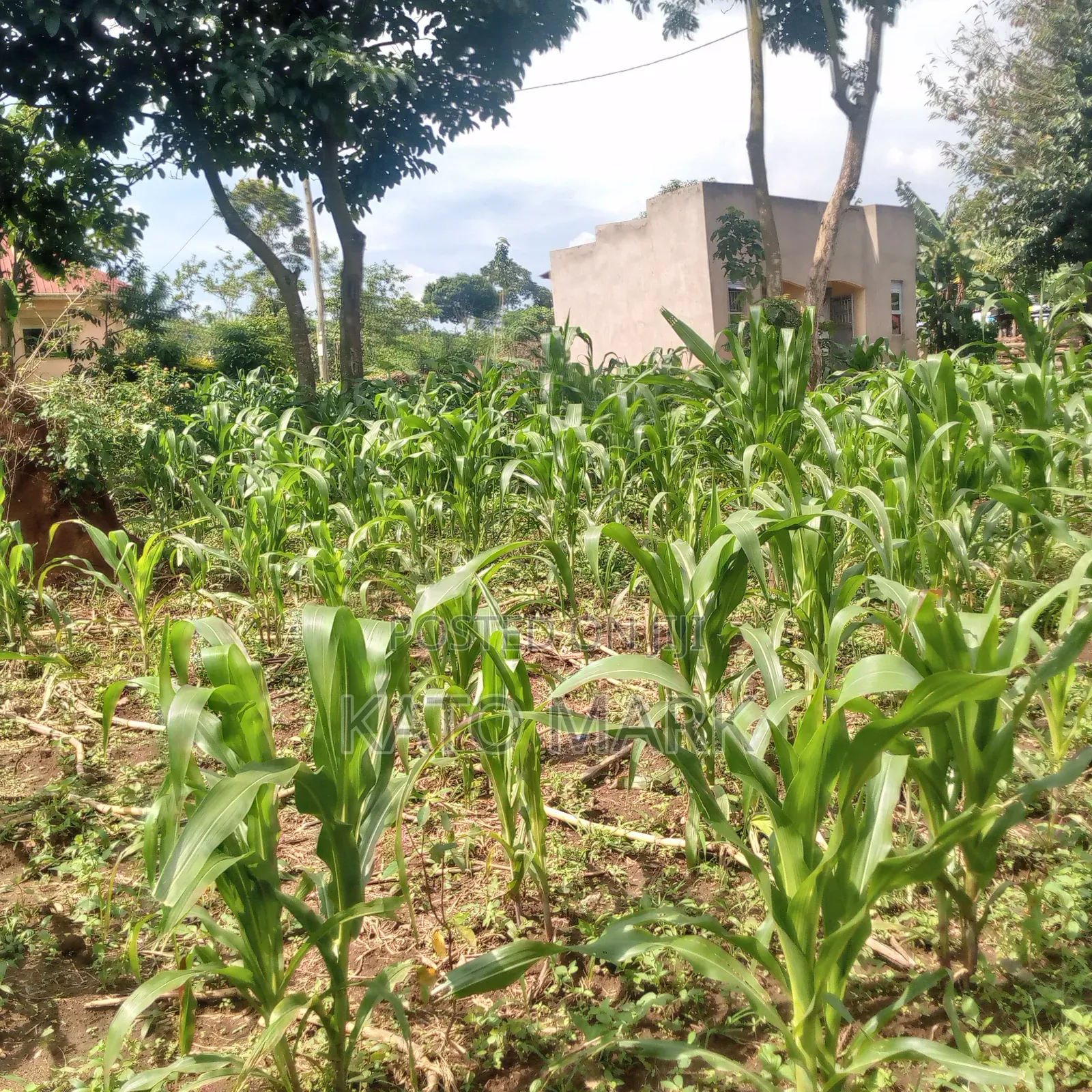 100ftby100ft Plot for Sale Located at Mukono Kabembe in Mukono TC