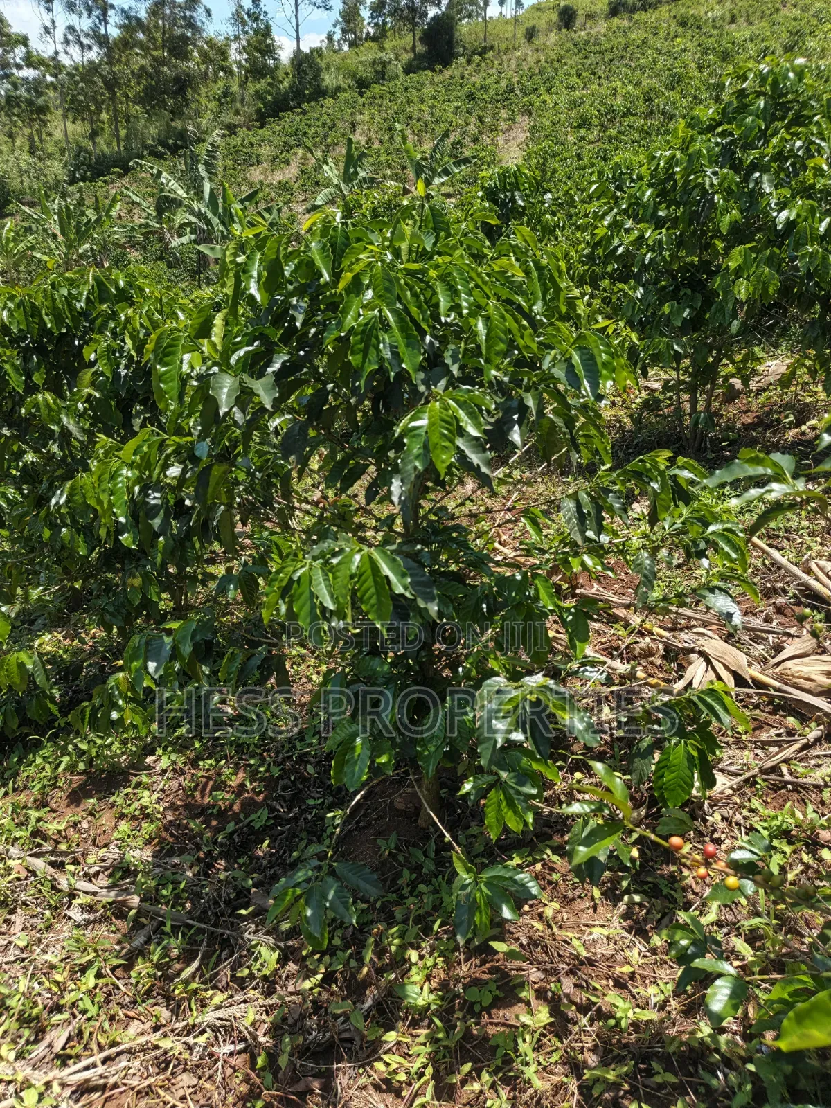 Coffee Land on Sale in Kyenjojo