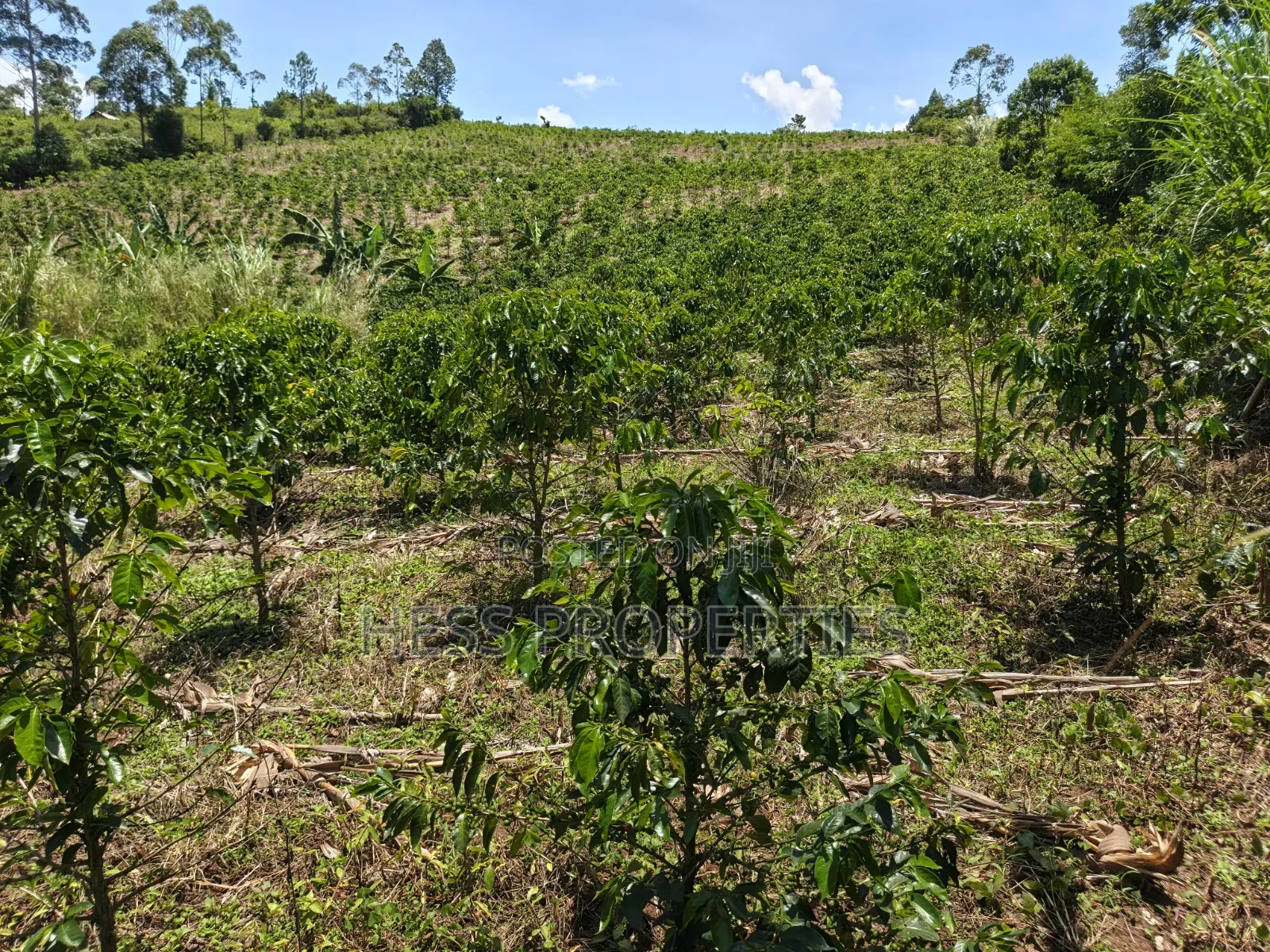 Coffee Land on Sale in Kyenjojo